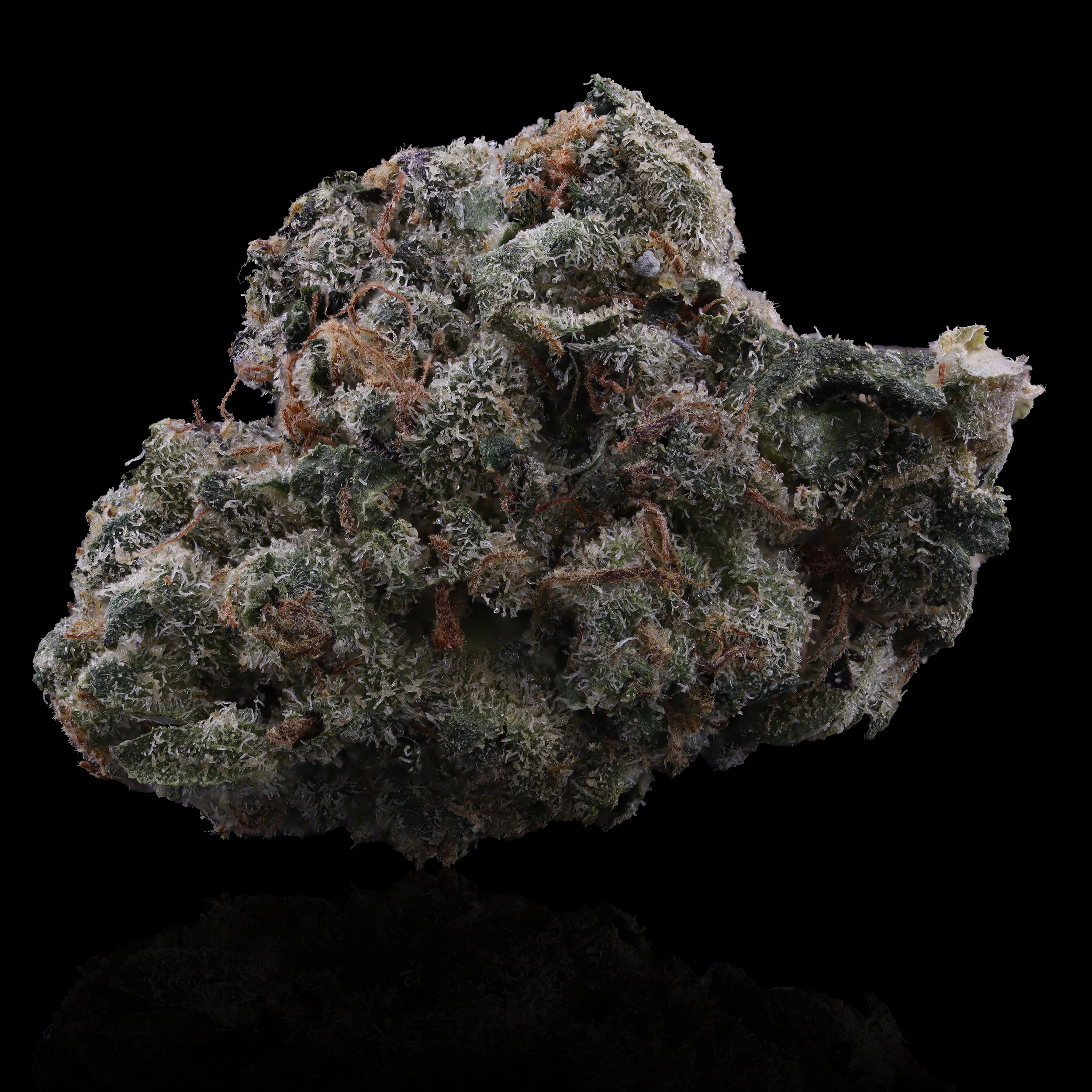 Sherbanger Strain Information - VA Dispensary Review - Beyond Hello, Alexandria