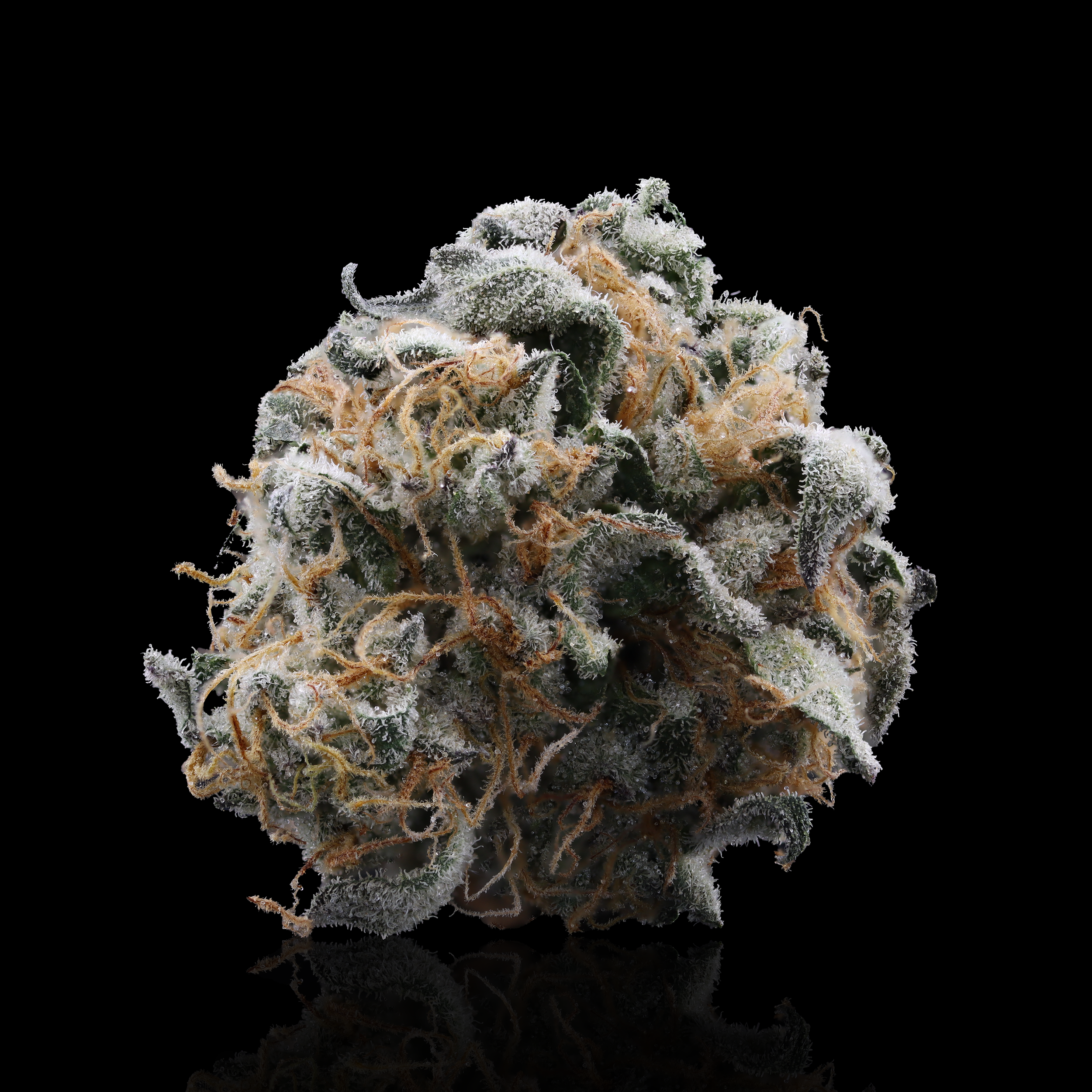 Gary Payton Strain Information - Kusala Care - The Hashery