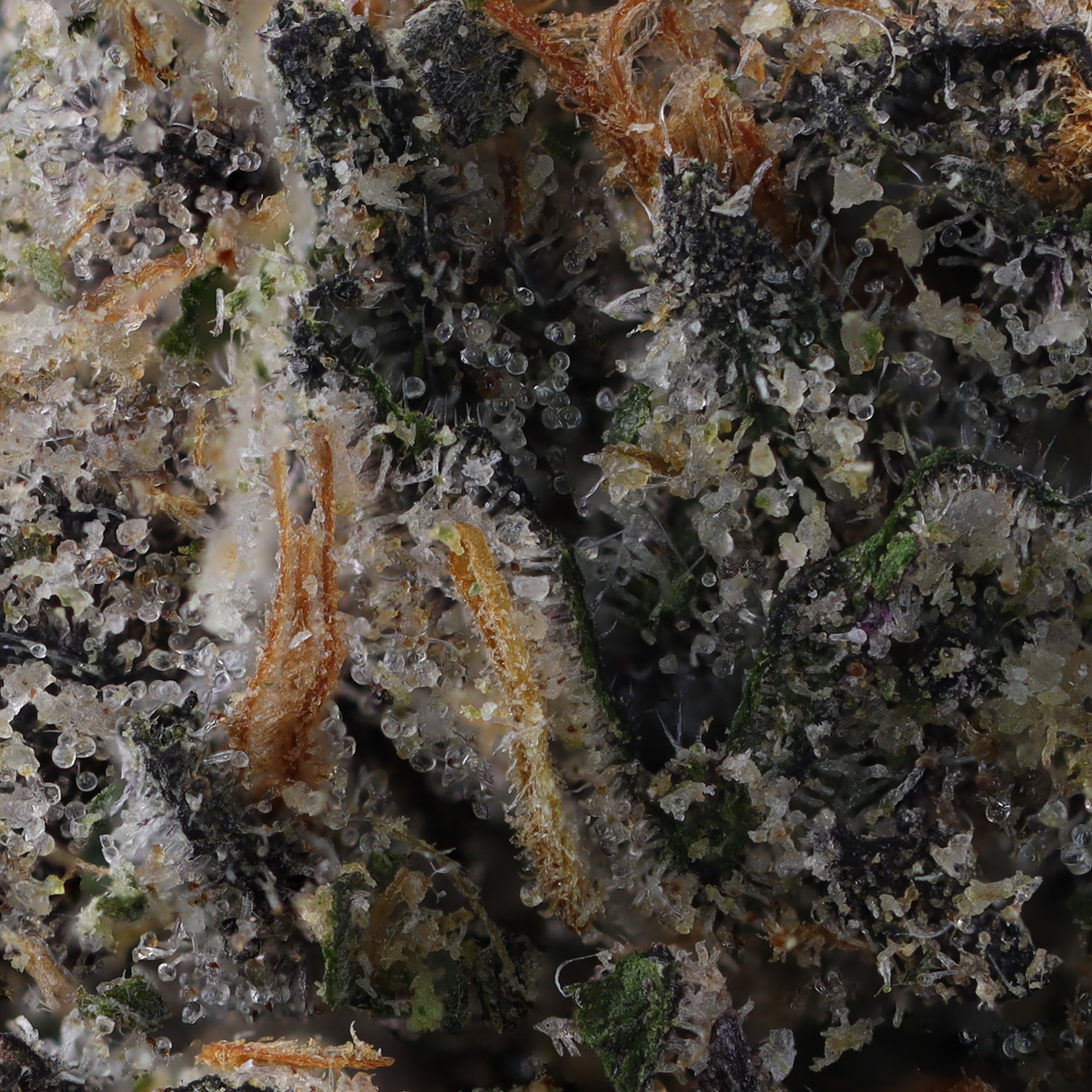 Apples and bananas strain micro photograph