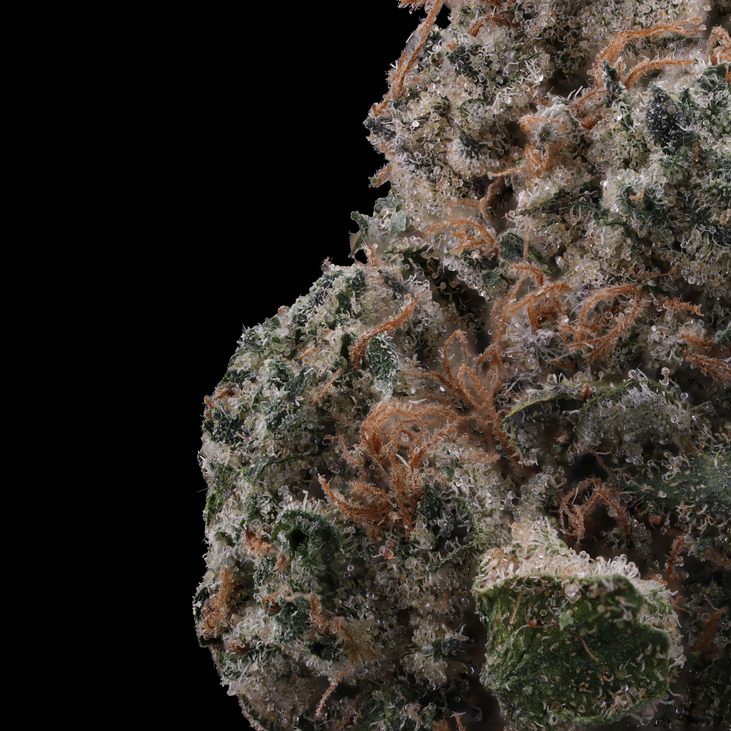 Rainbow Push Pop #4 cannabis Macro photography