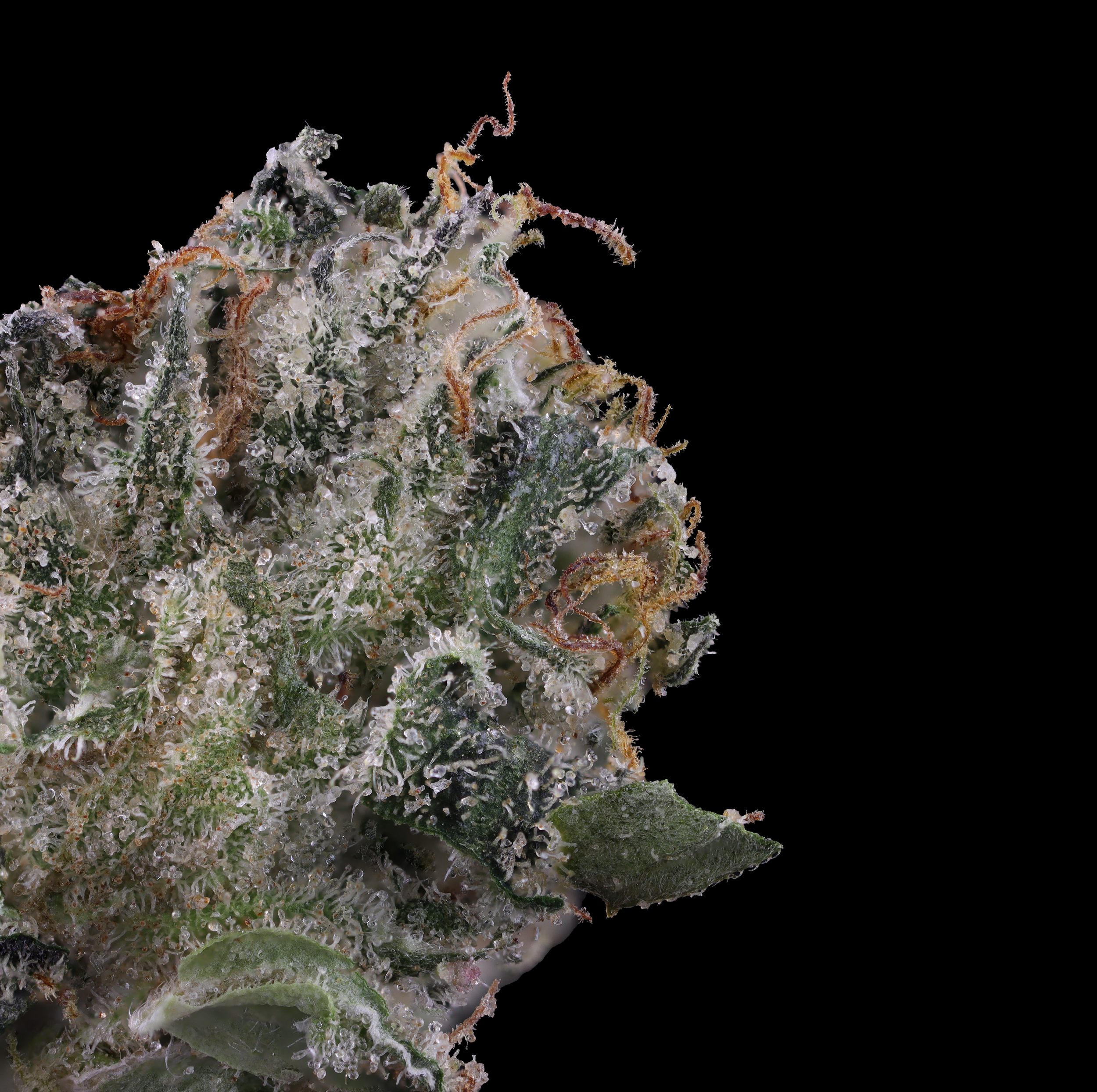 White-iverson-strain-by-kind-tree-macro-photo