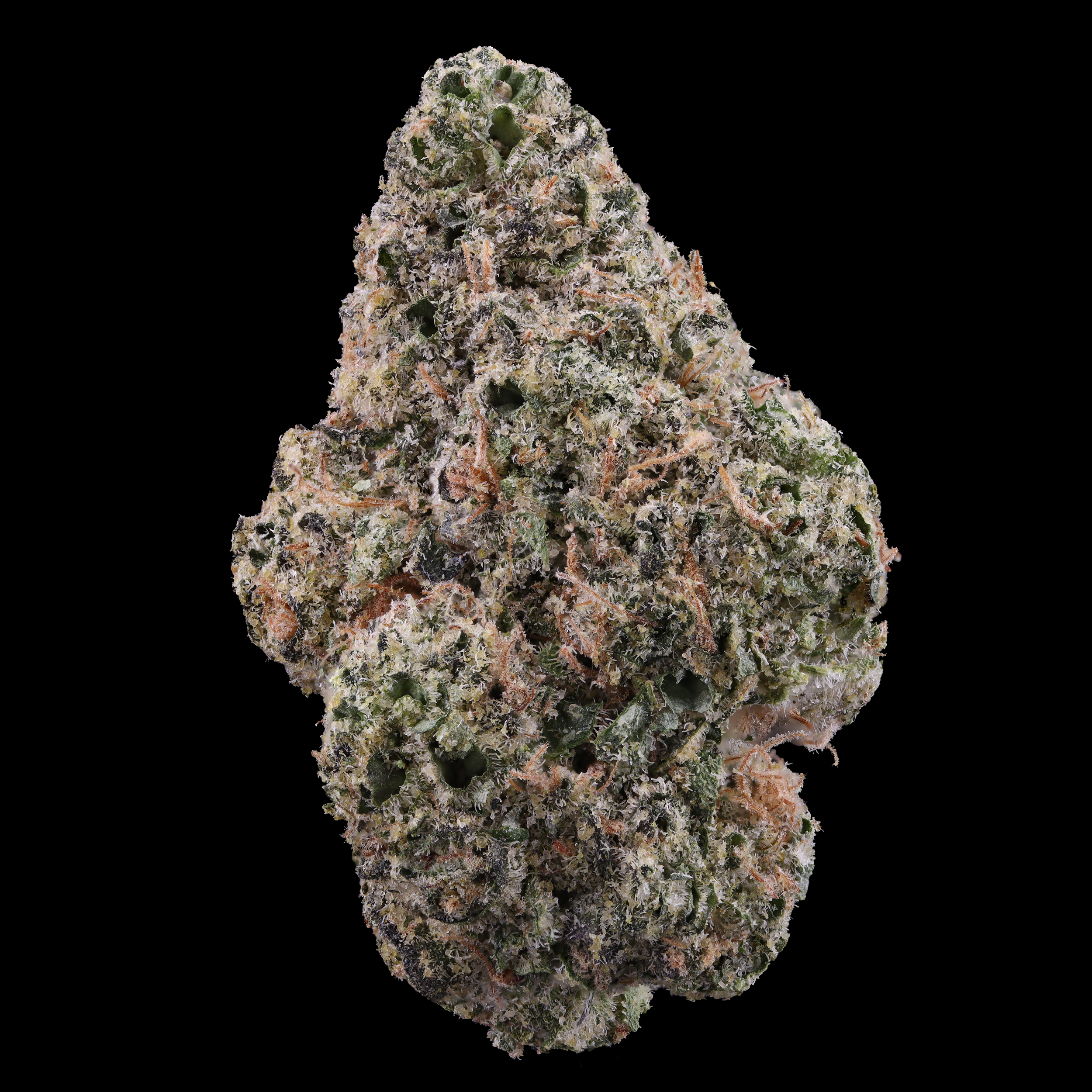 Black-Maple-strain-by-Grow-West
