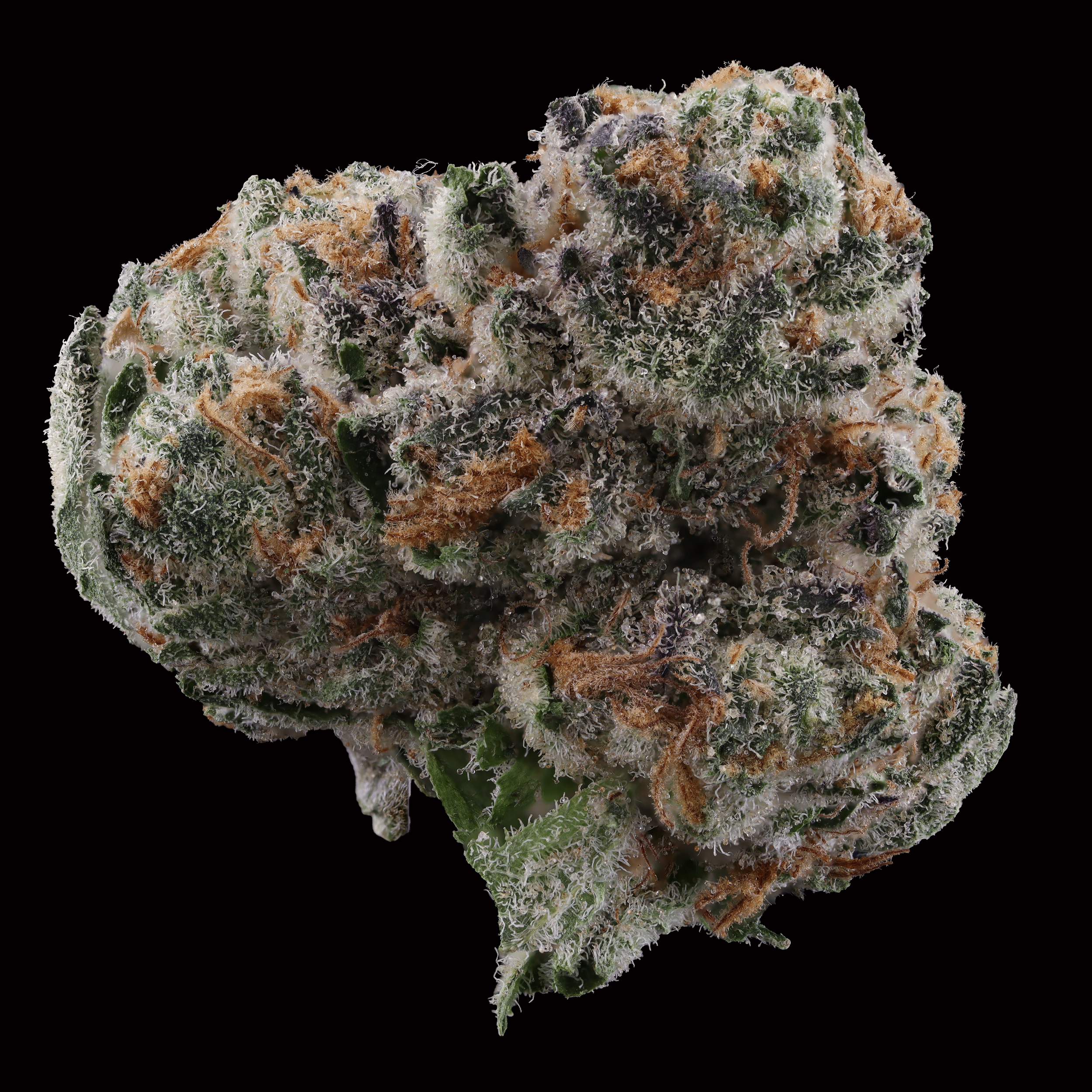 Tropicana-banana-strain-by-find