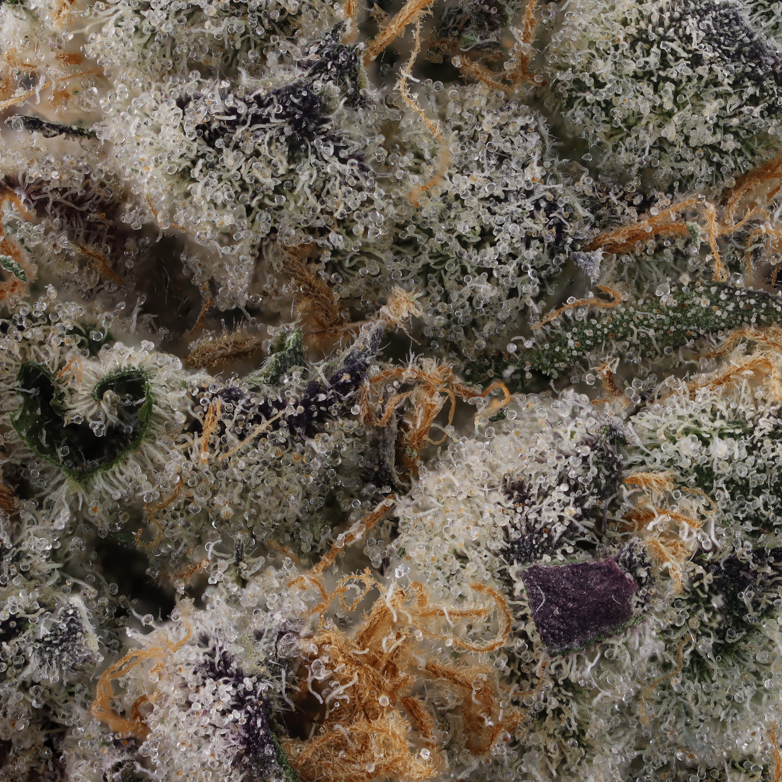 Garlic Fuel Strain macro picture