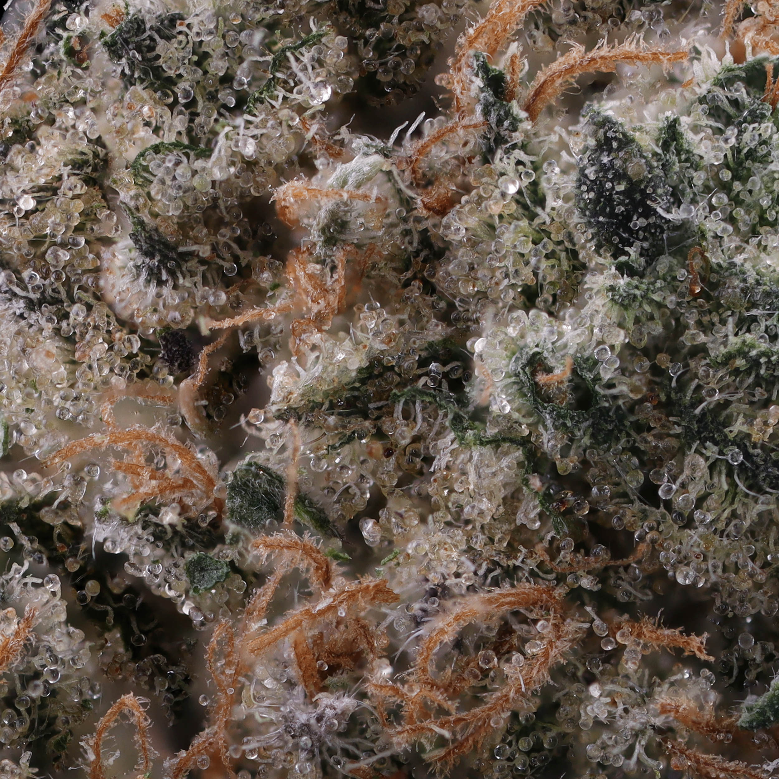 Rainbow Push Pop #4 macro trichomes and pistils