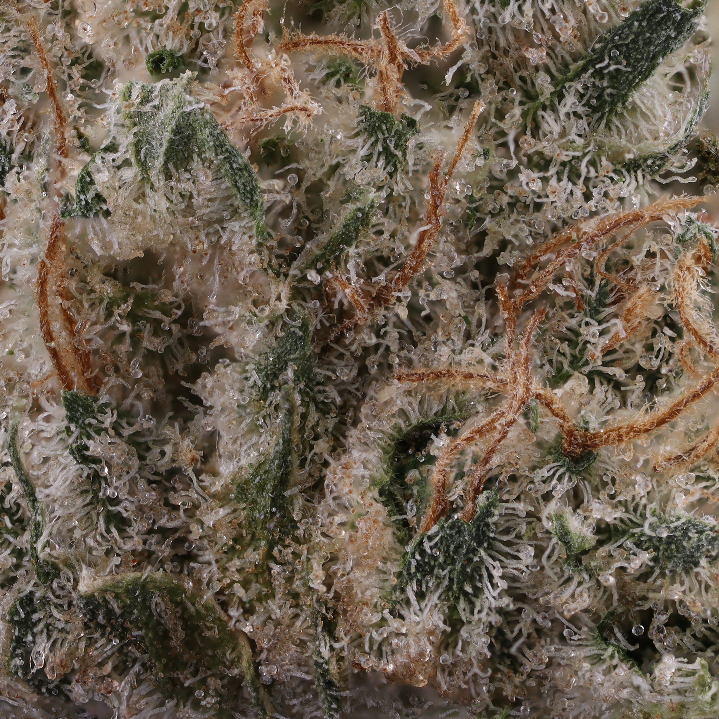 Grapefruit-gelato-strain-by-district-cannabis-micro