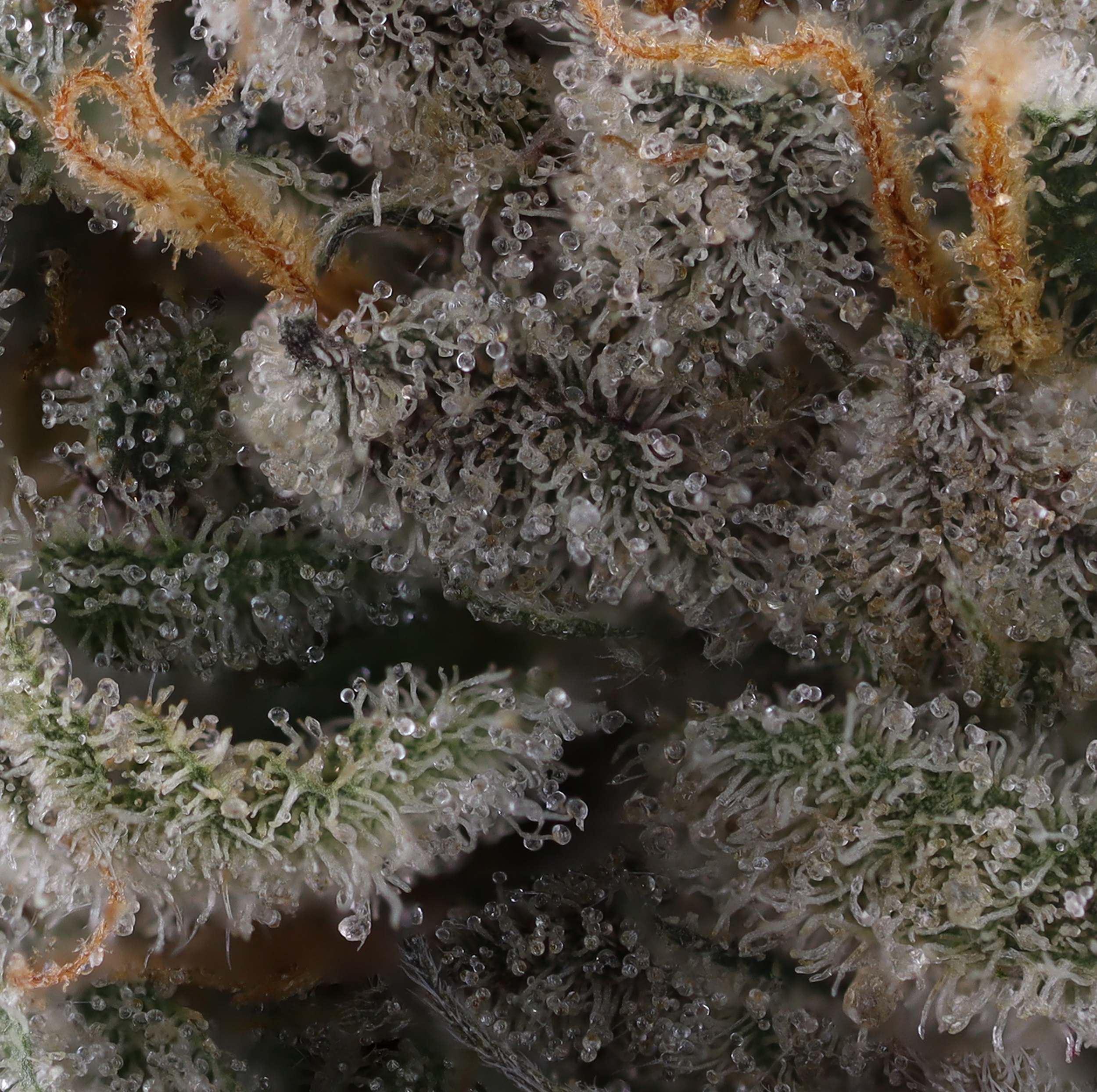 Gary-Payton-strain-by-Kusala-Care-micro