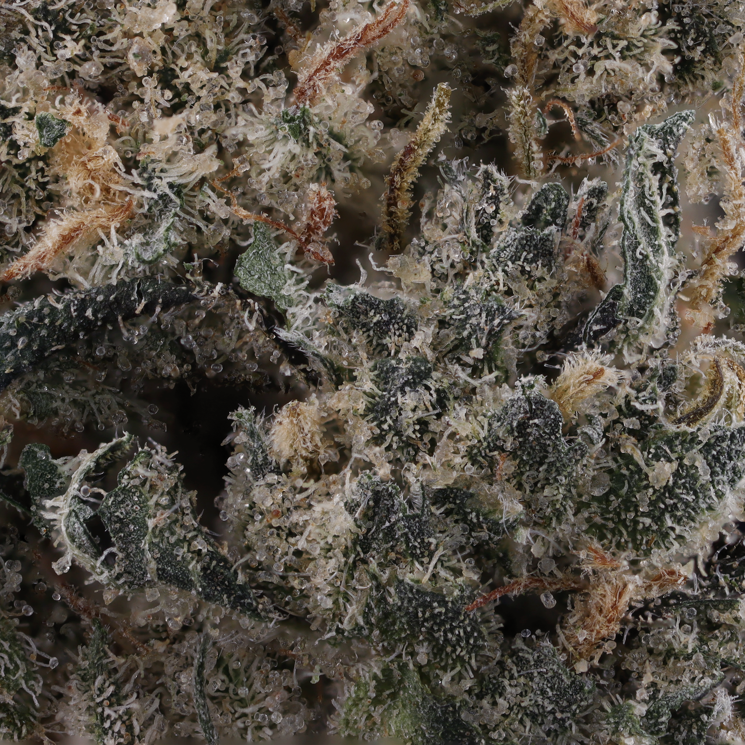 cookies-n-chem-strain-by-glass-meadows-micro