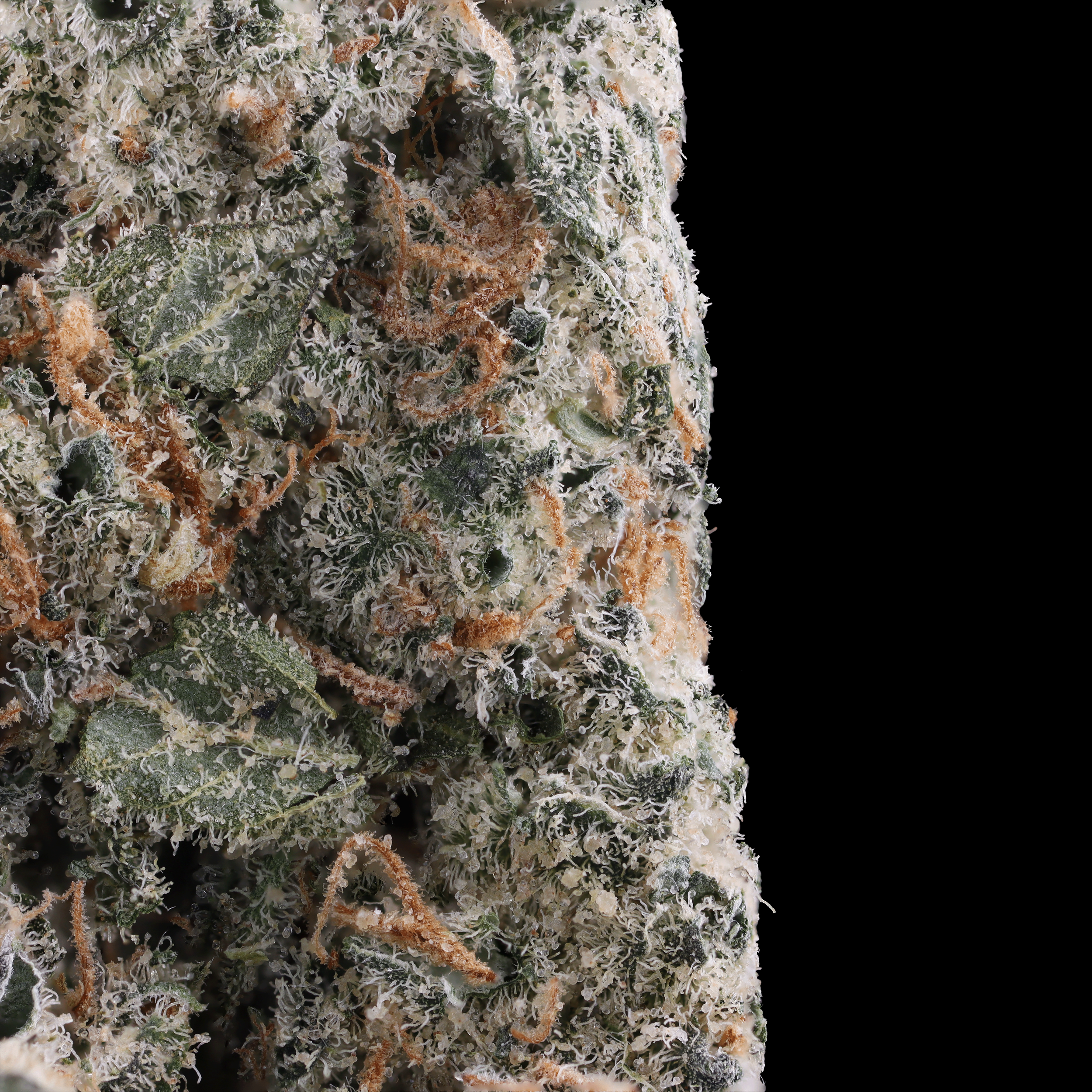 Macro Cannabis Photography