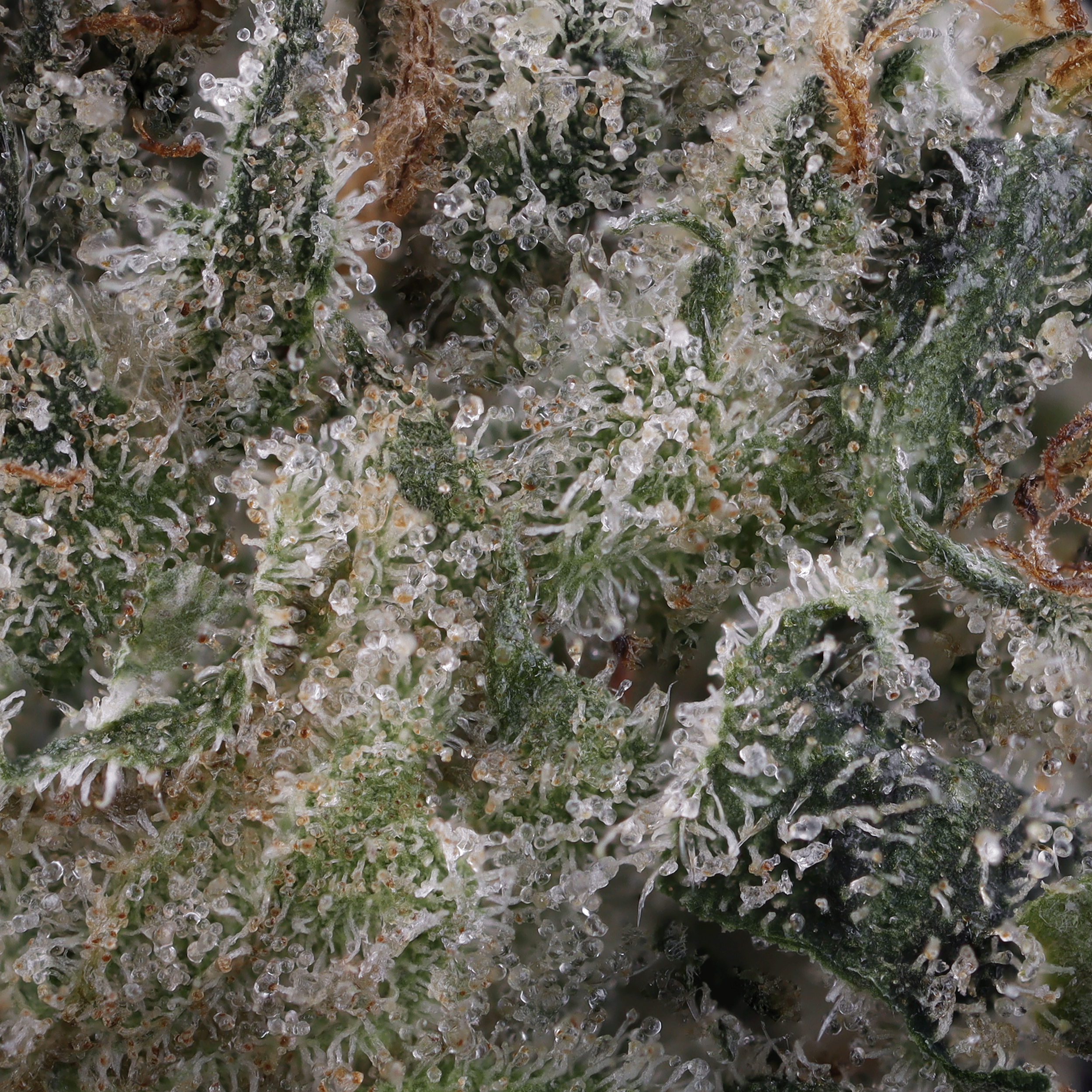 White-iverson-strain-by-kind-tree-micro-photo