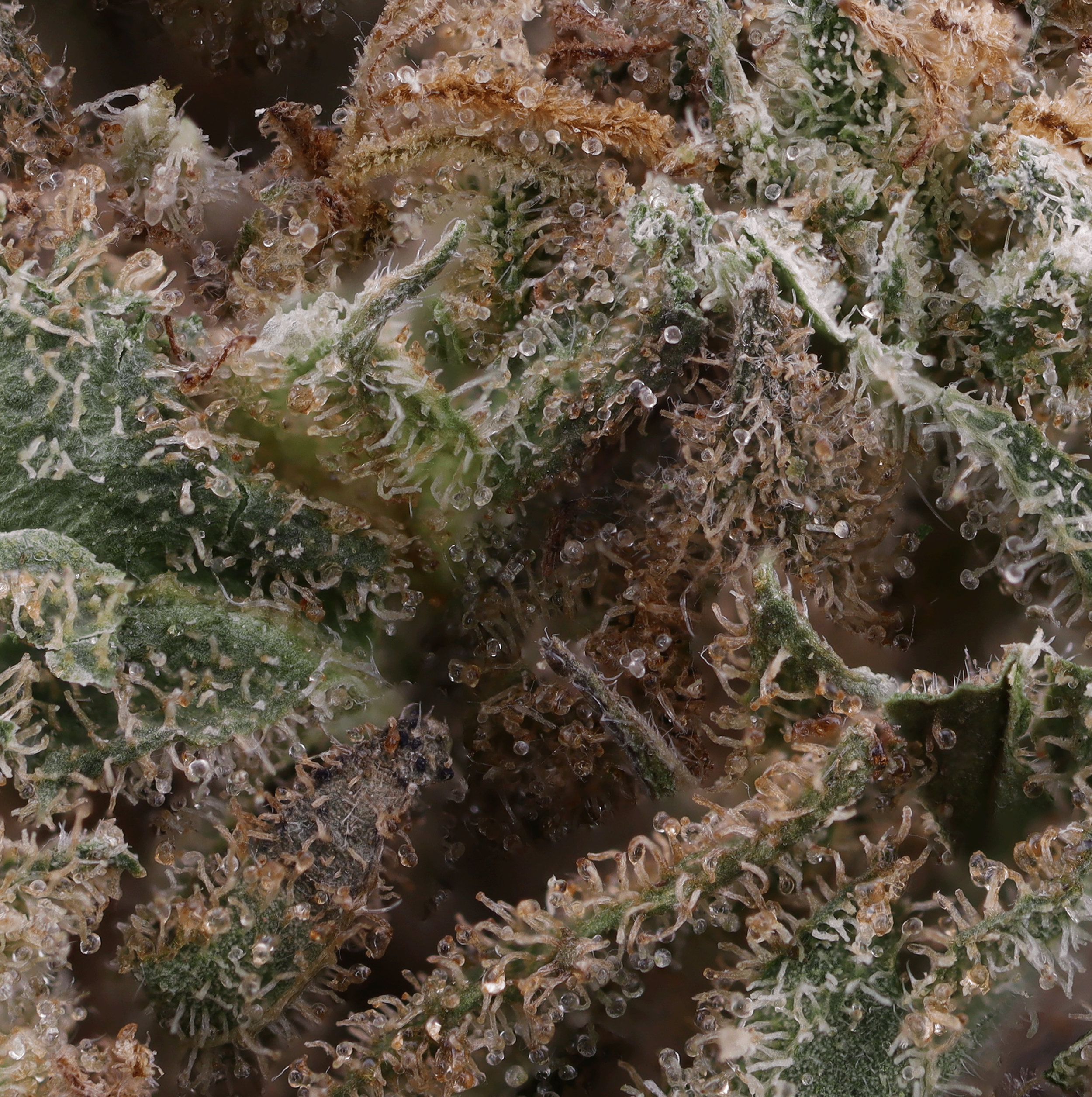 Moroccan-Peaches-strain-by-Aster-micro