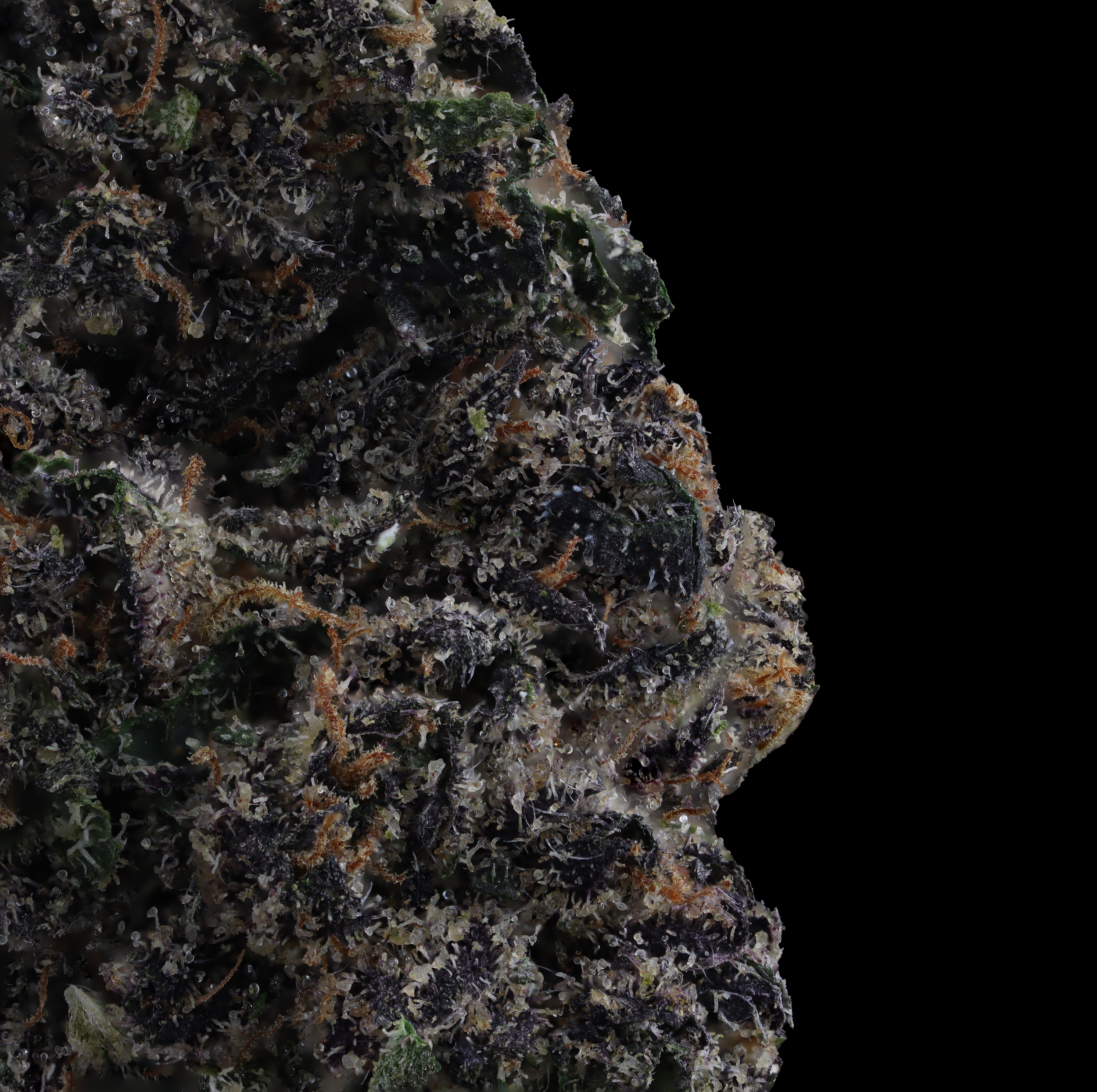 Baked-Alaska-marijuana-strain-by-kind-tree-macro