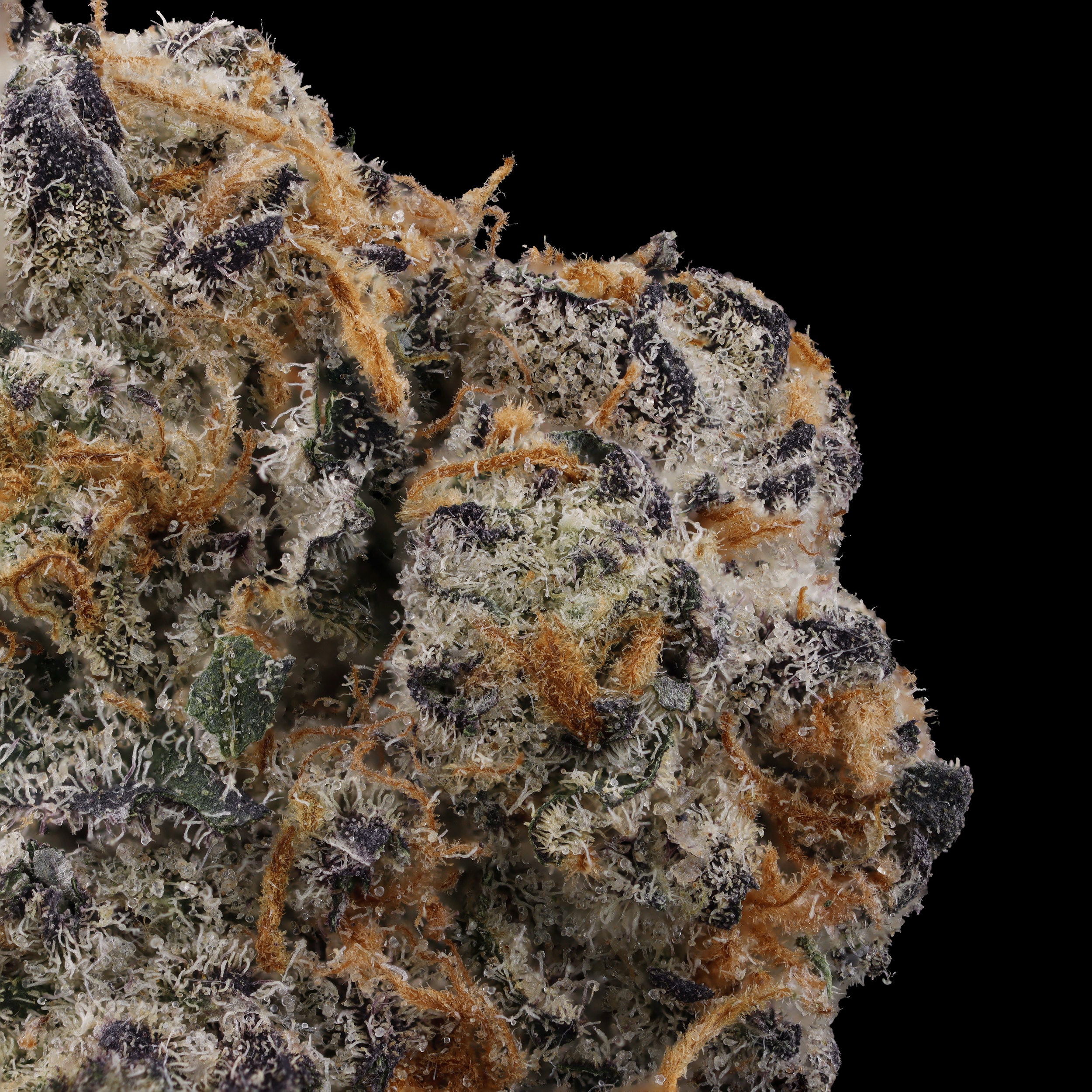 Garlic-Breath-strain-by-Grown-Rogue-macro