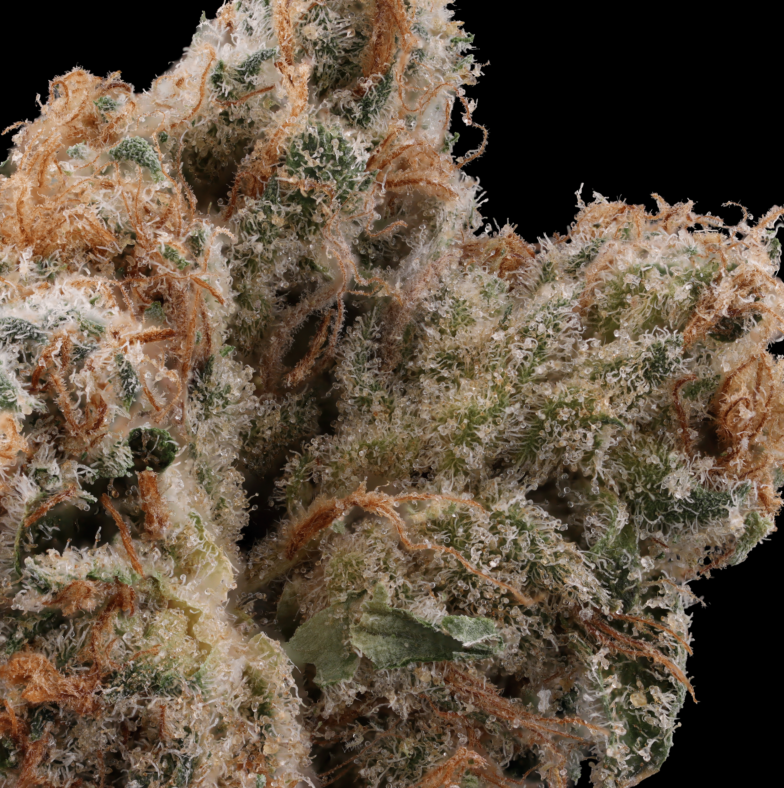 Jersey-boof-strain-by-Glass-Meadows-macro