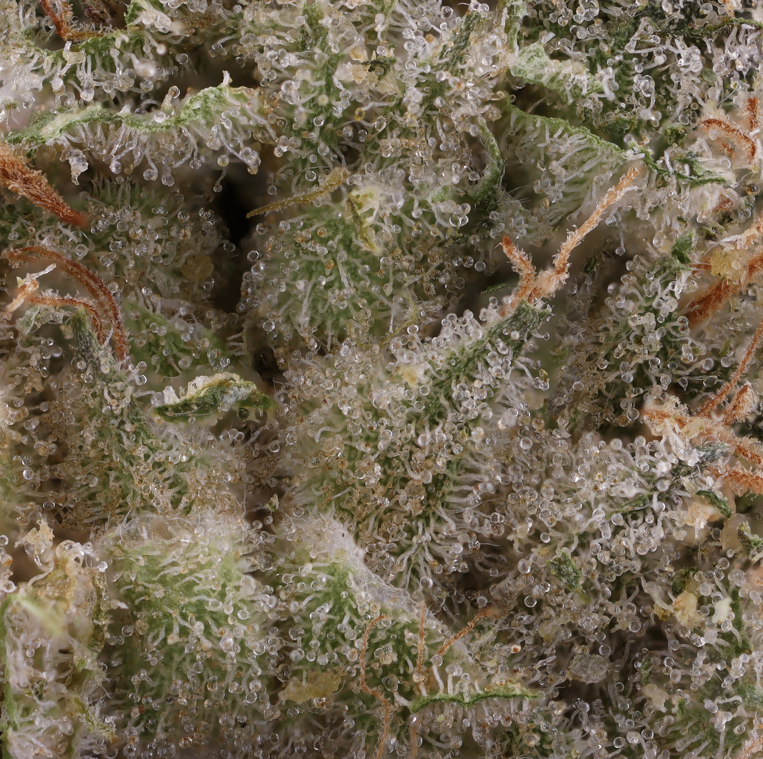 Black-Maple-strain-by-Grow-West-micro