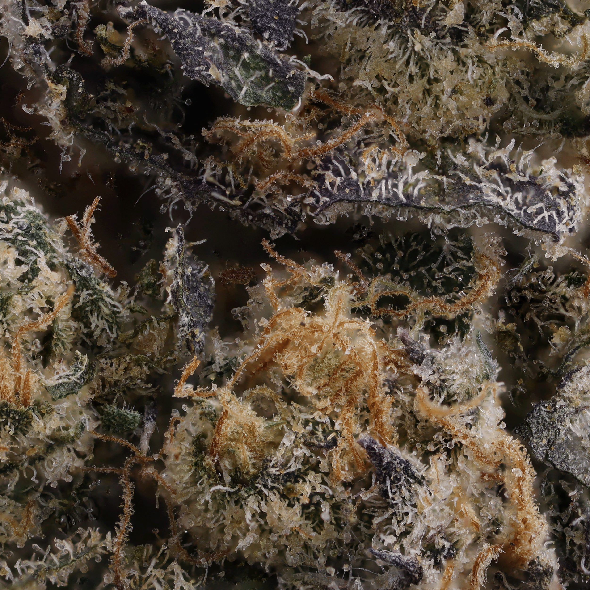 emergen-c-flower-by-just-flower-micro-photography