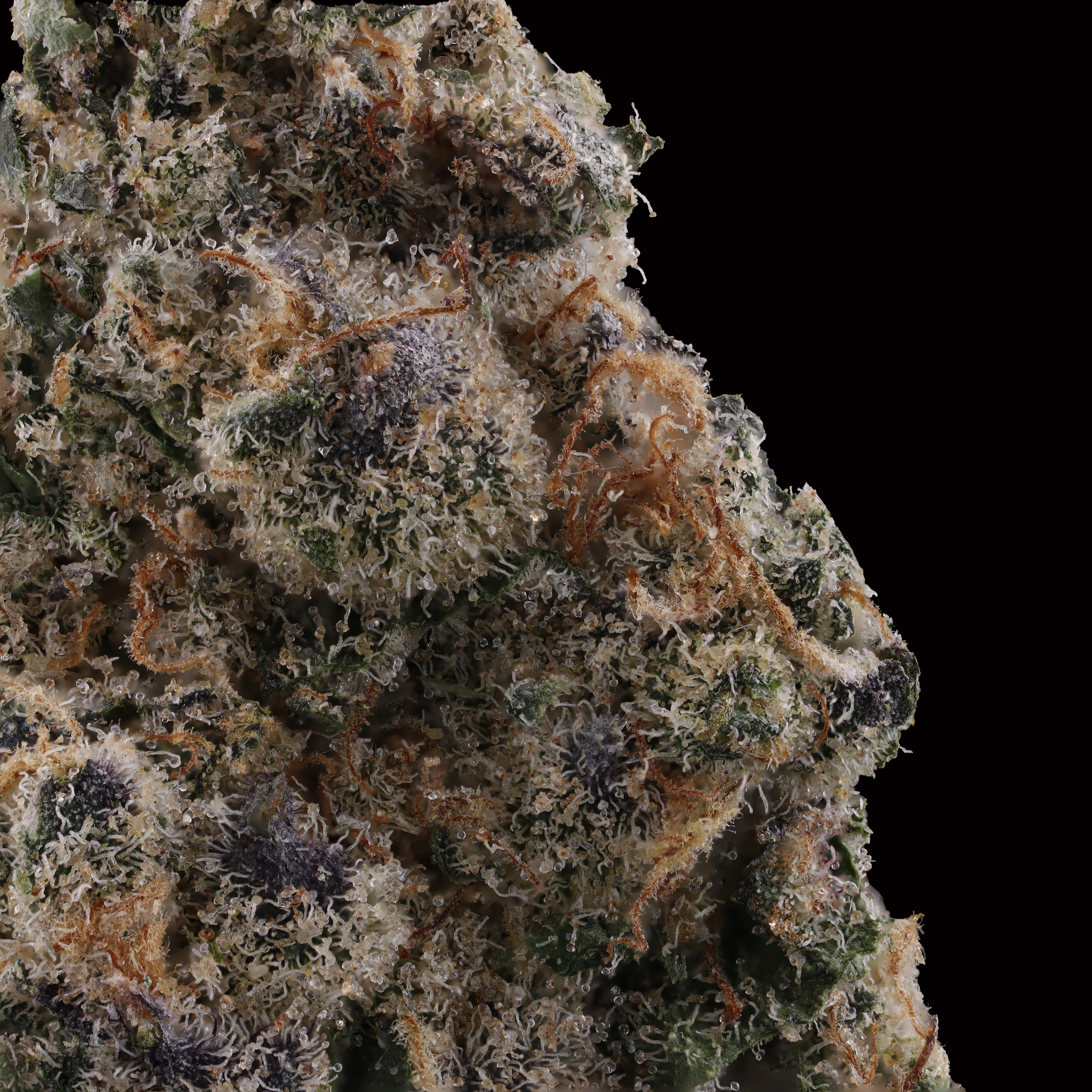 Permanent-cherries-strain-by-culta