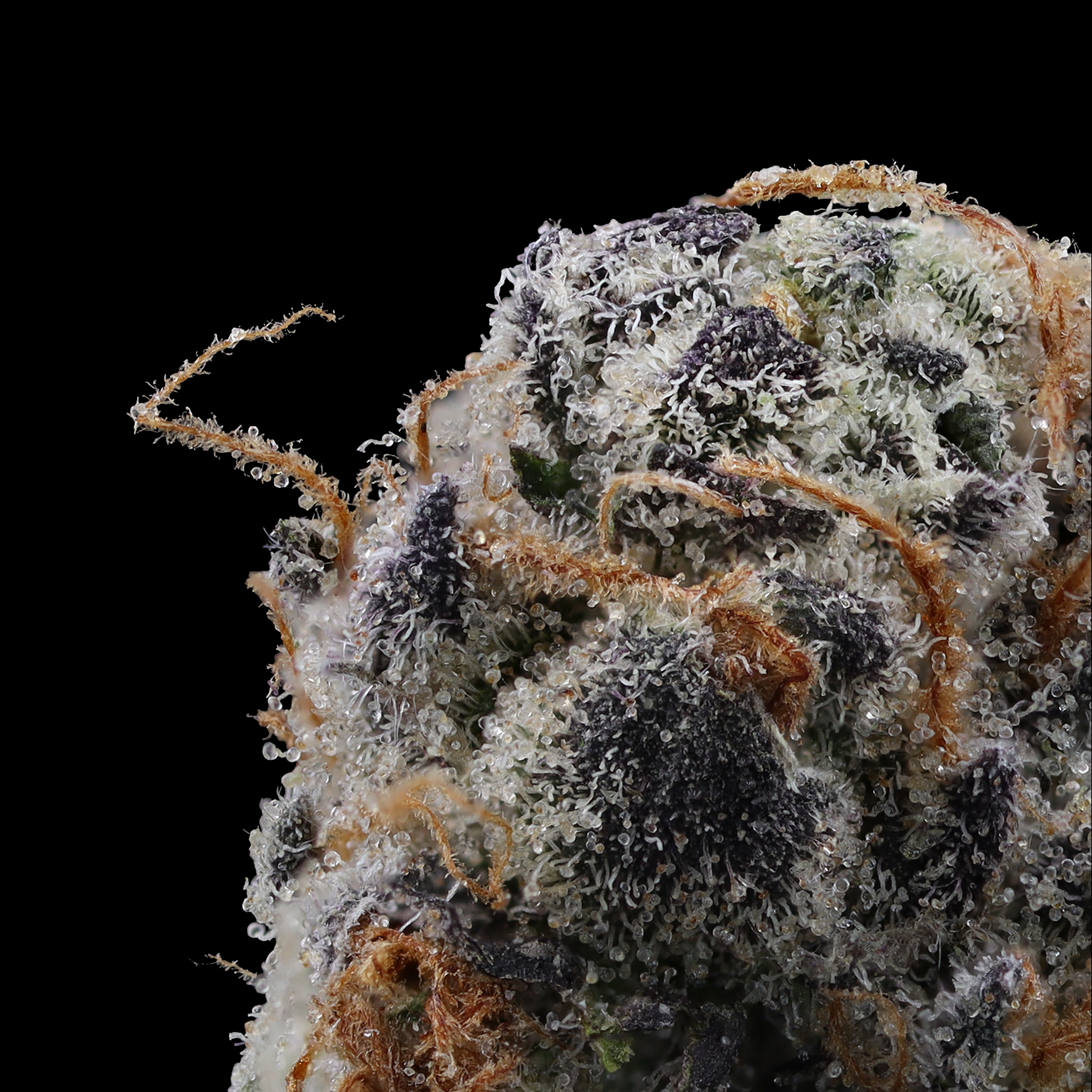 Wedding-cake-strain-by-goodies-micro