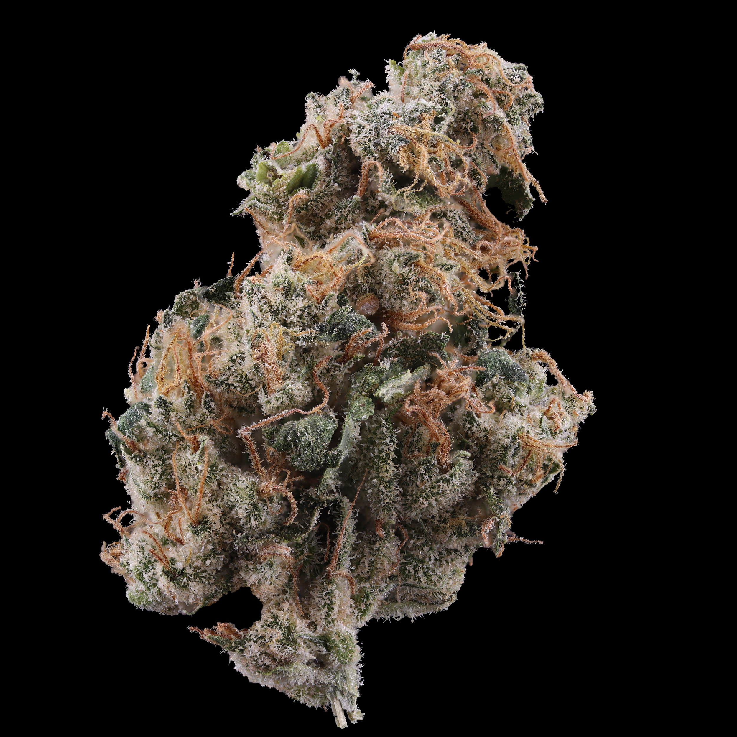 The Afghani strain information cultivated by Legend