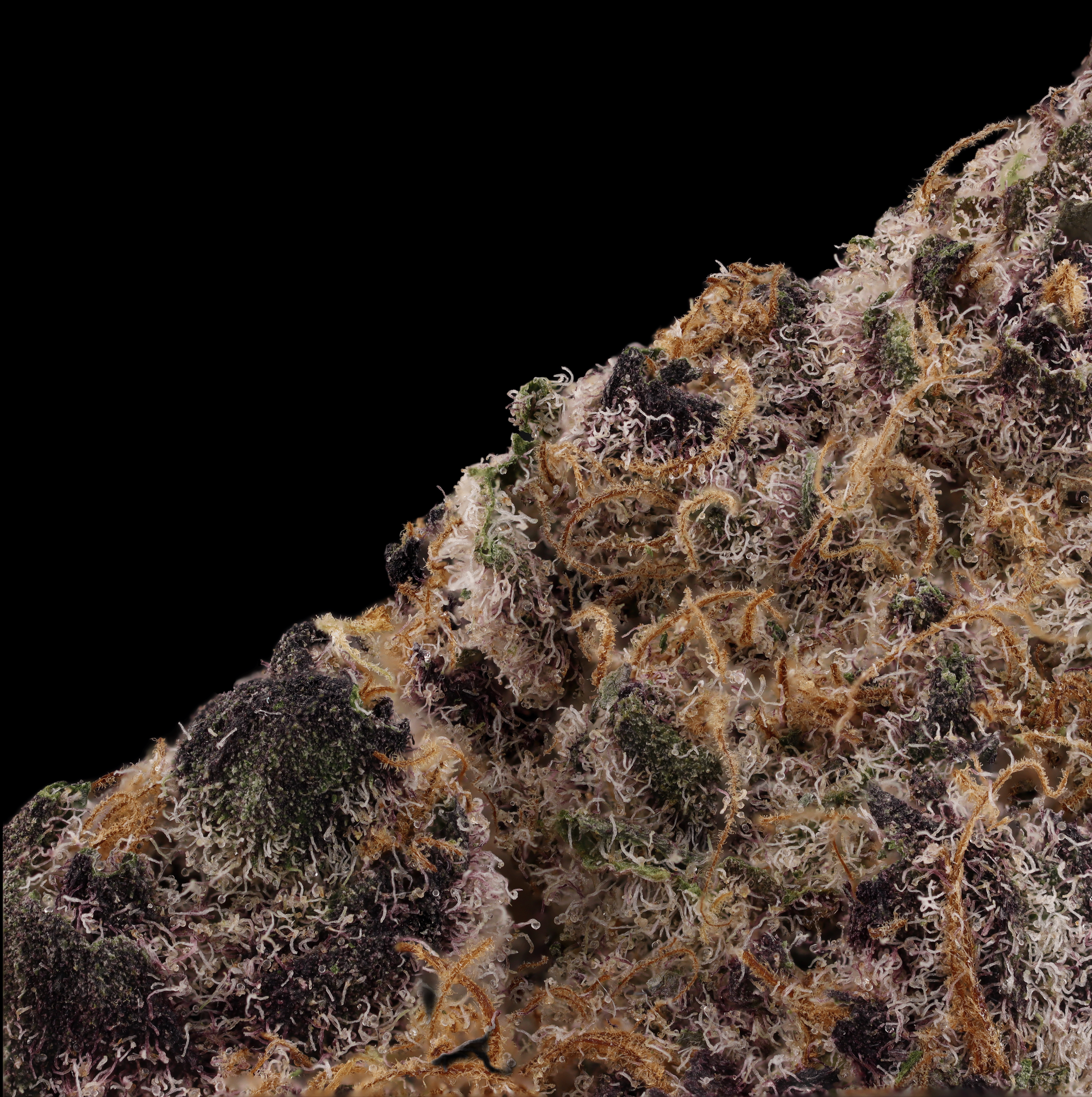 Unicorn-Milk-strain-by-prolific-grow-house-macro