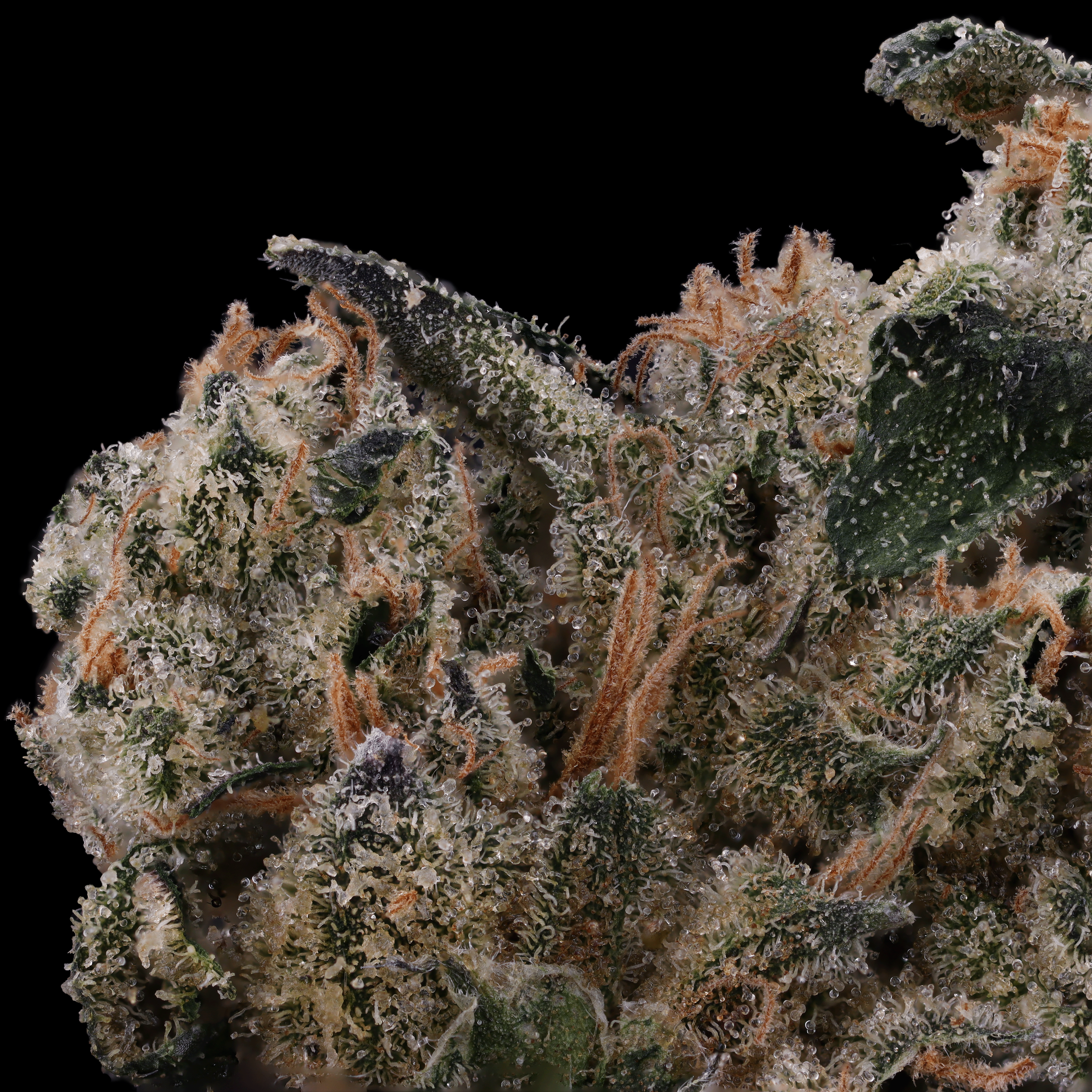 Sans-Souchi-strain-by-Genuine-Grow-macro