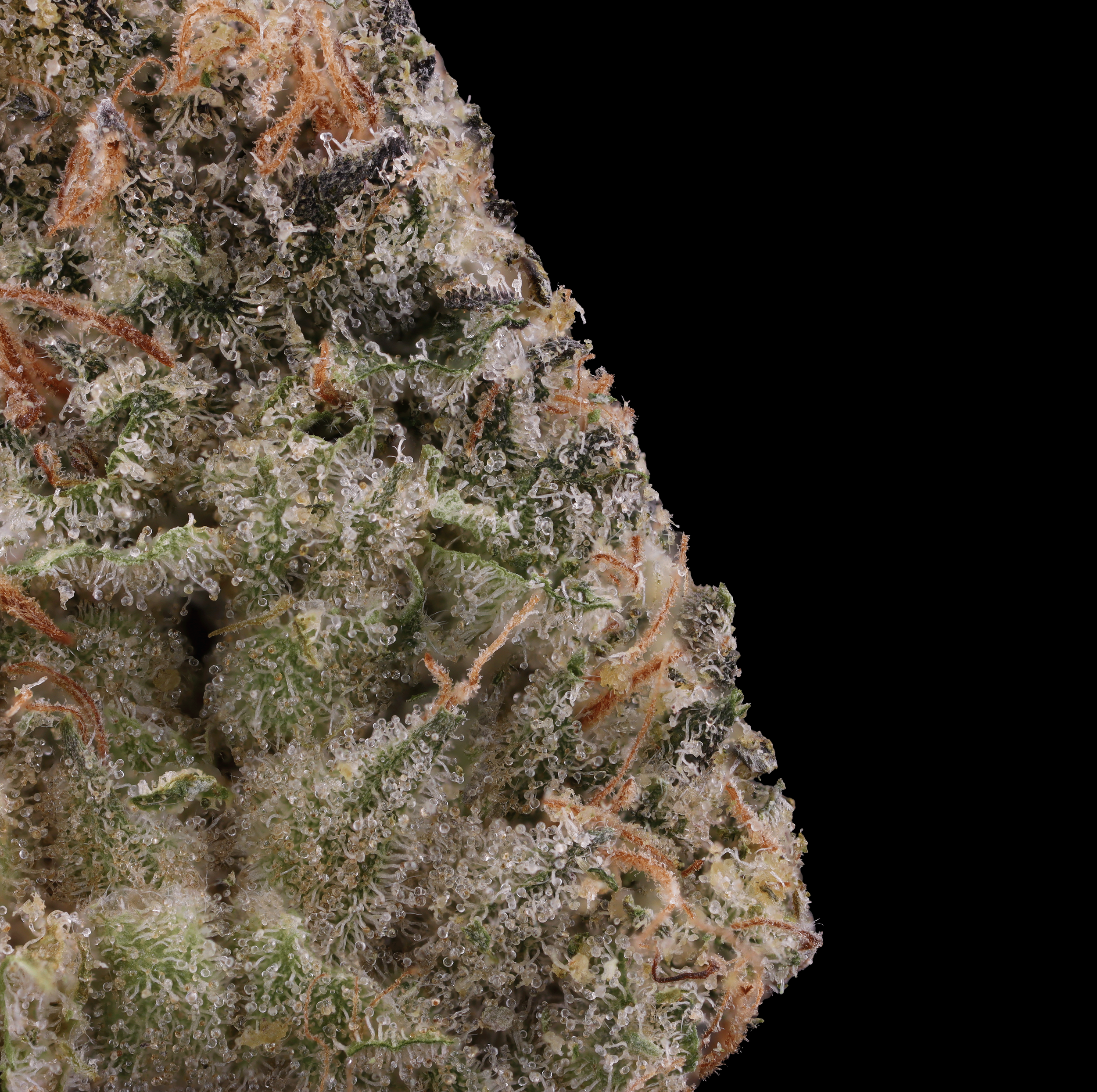 Black-Maple-strain-by-Grow-West-macro