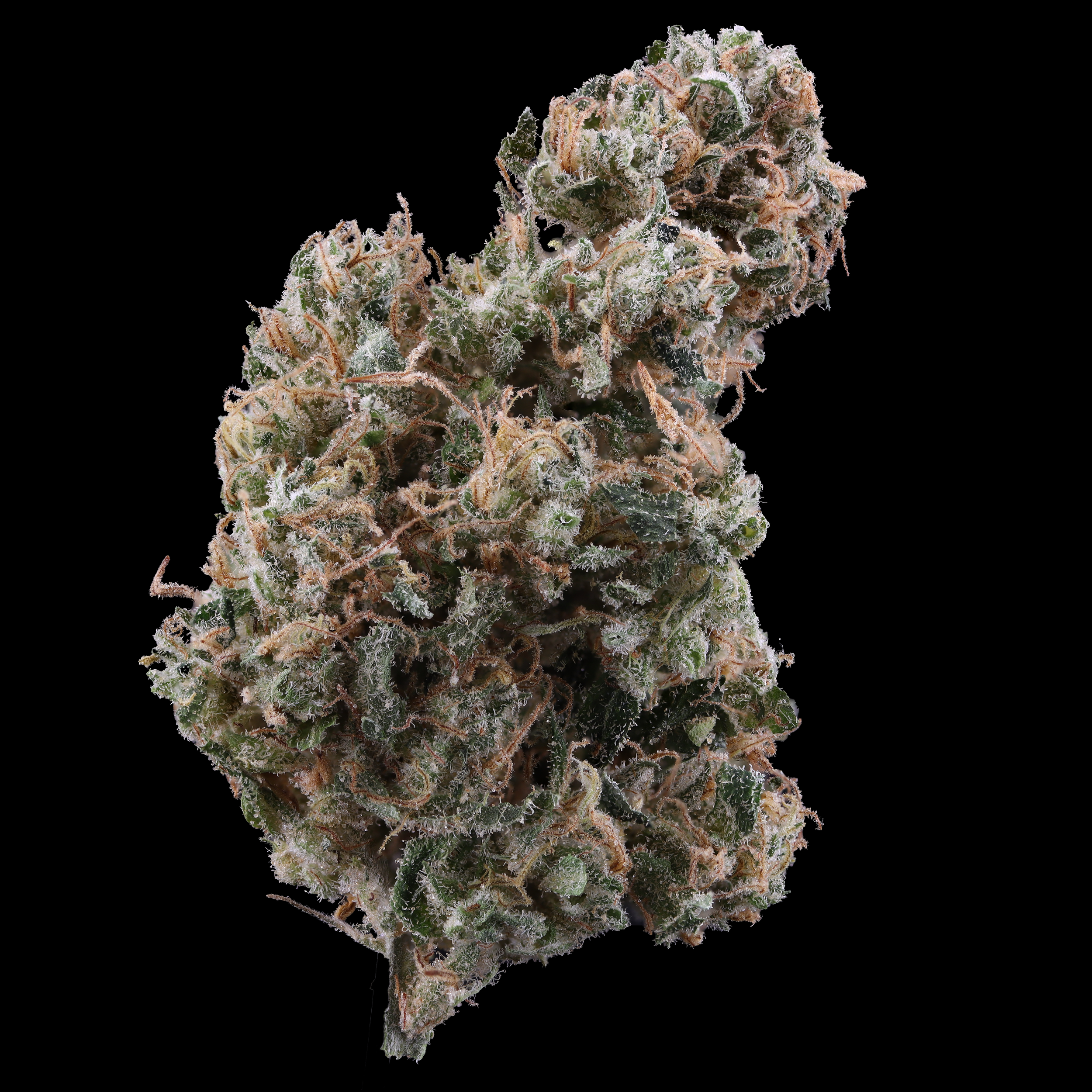 Ghost-Train-Haze-strain-by-Breakwater