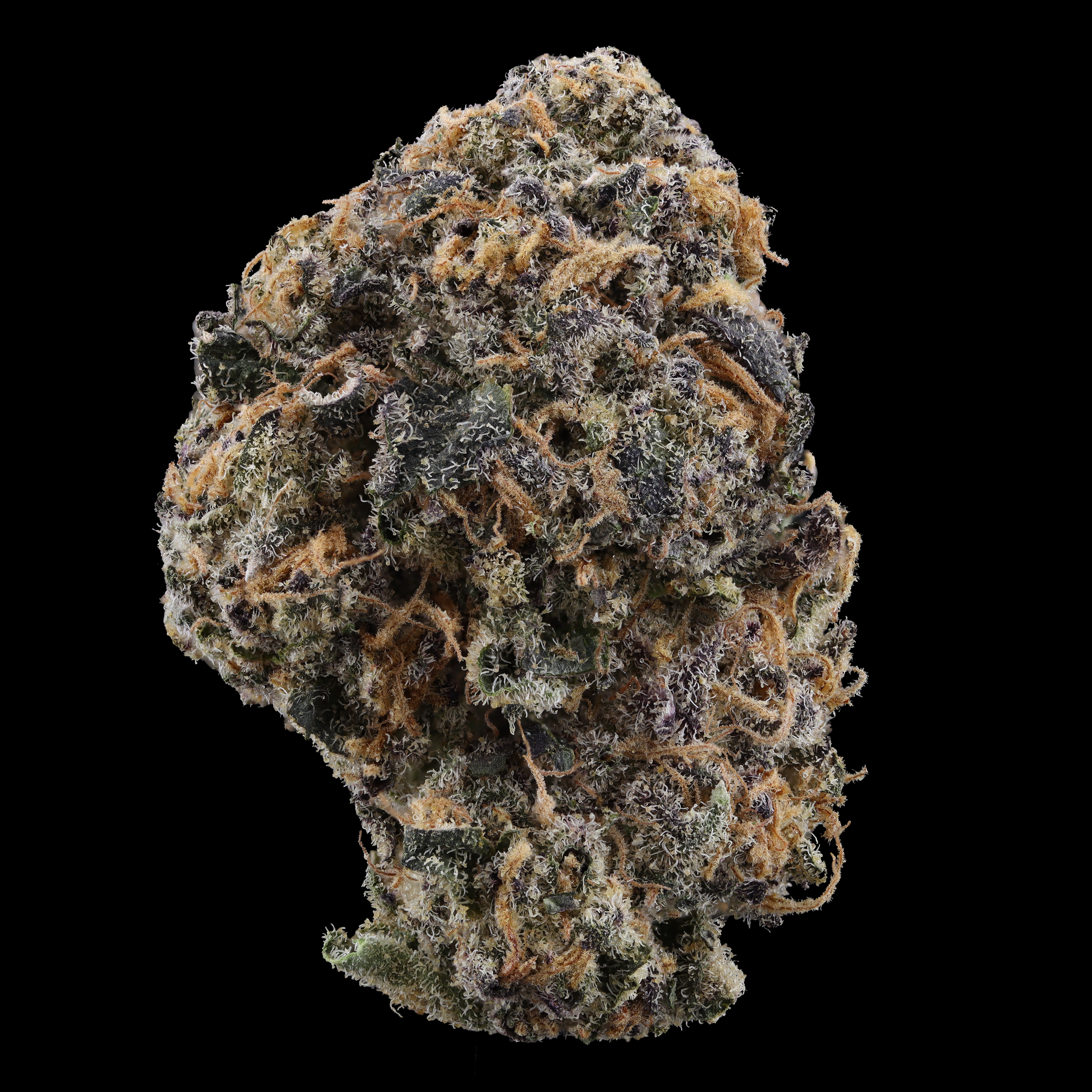 Zlippery-strain-by-Later-Days.