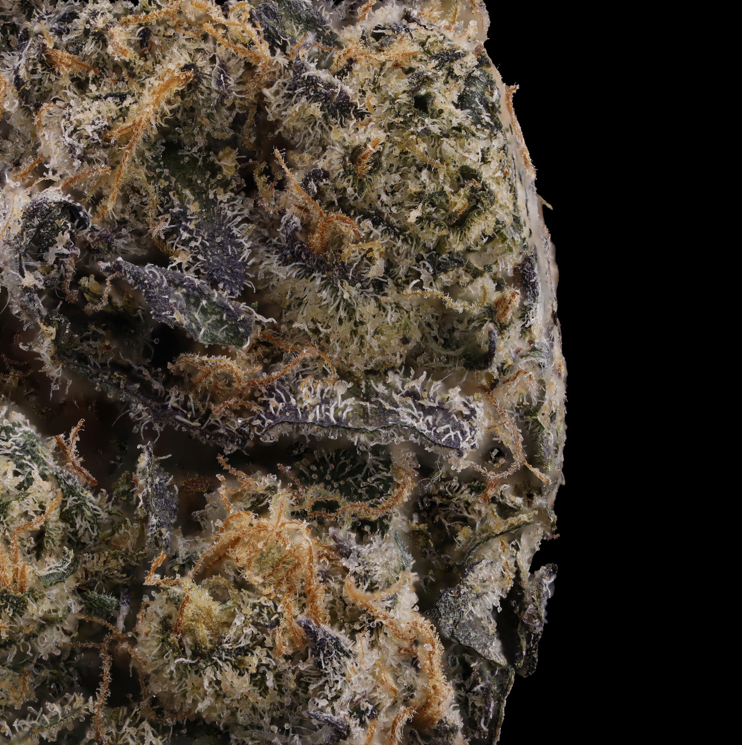 emergen-c-flower-by-just-flower-macro-photography