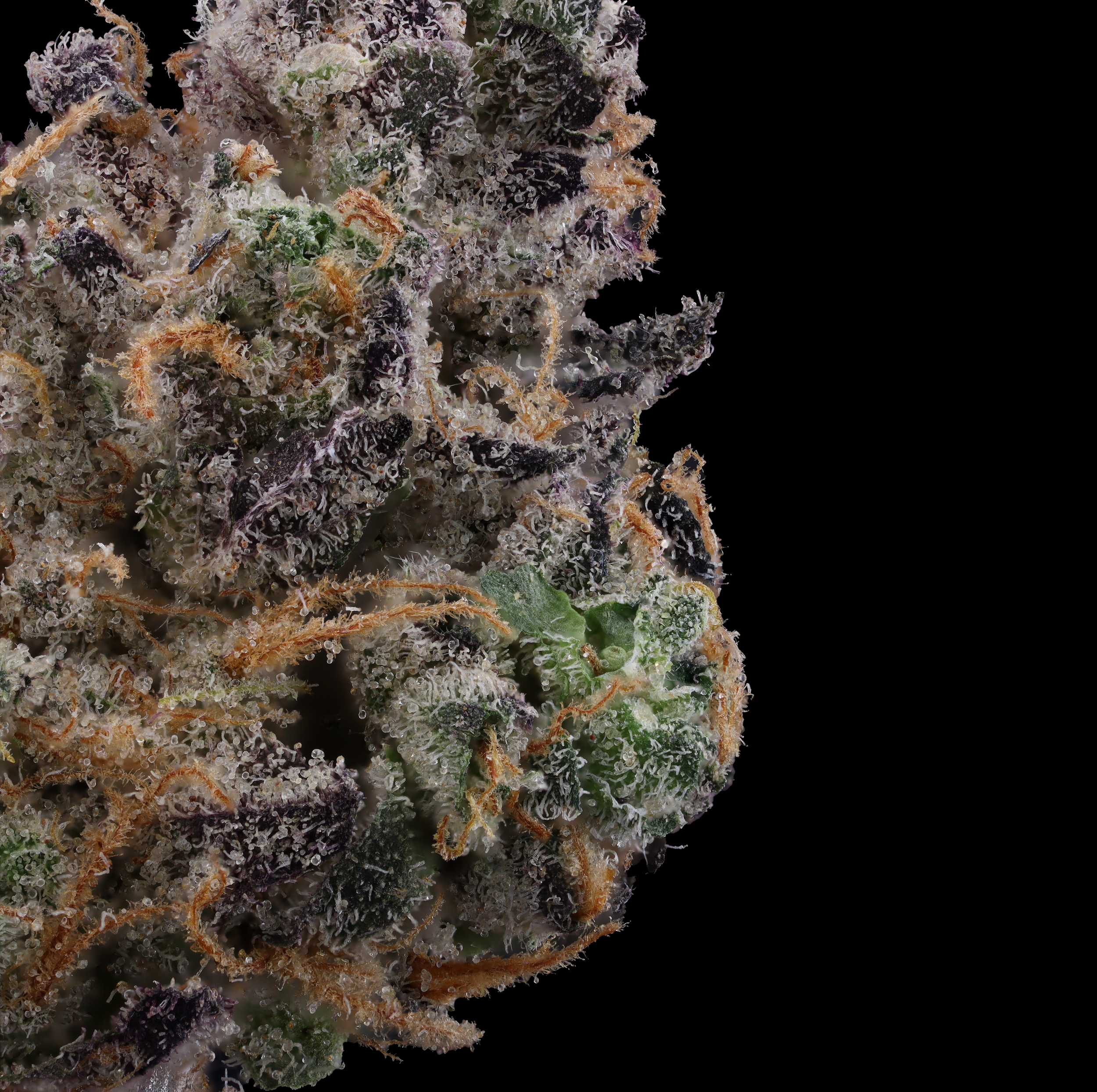 Wedding-cake-strain-by-goodies-macro