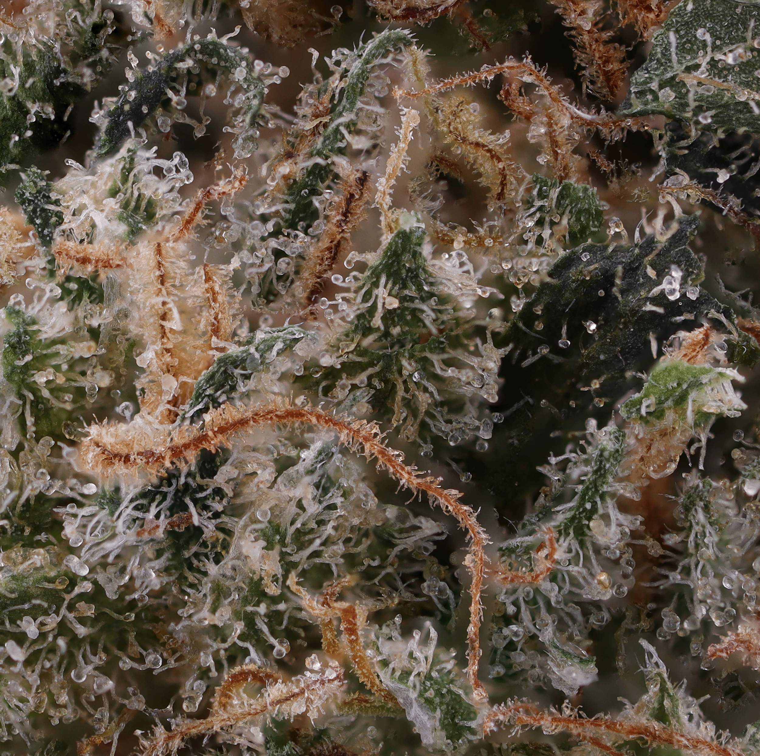 Ghost-Train-Haze-strain-by-Breakwater-micro