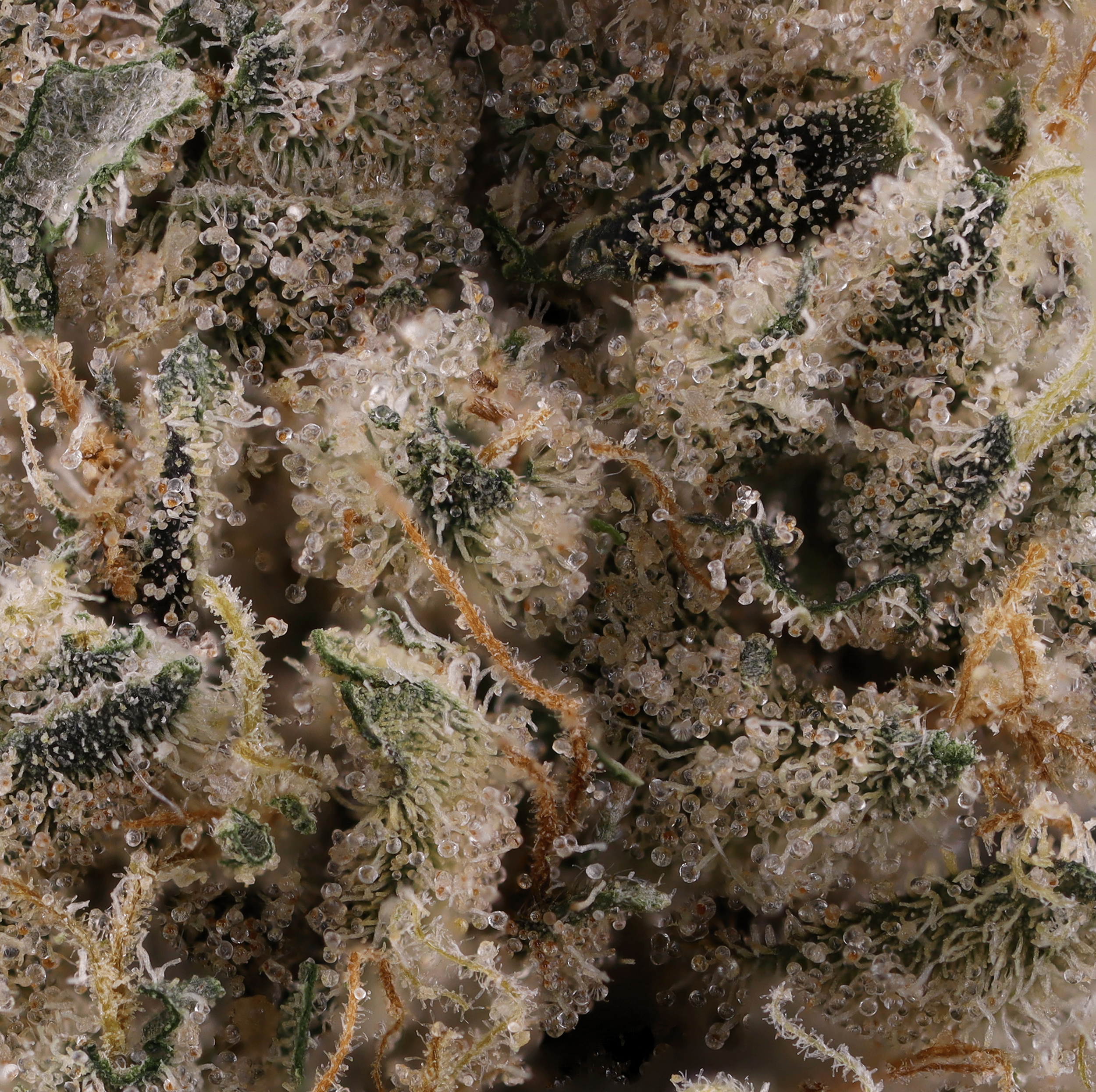 Chem-rider-strain-by-Kynd-micro