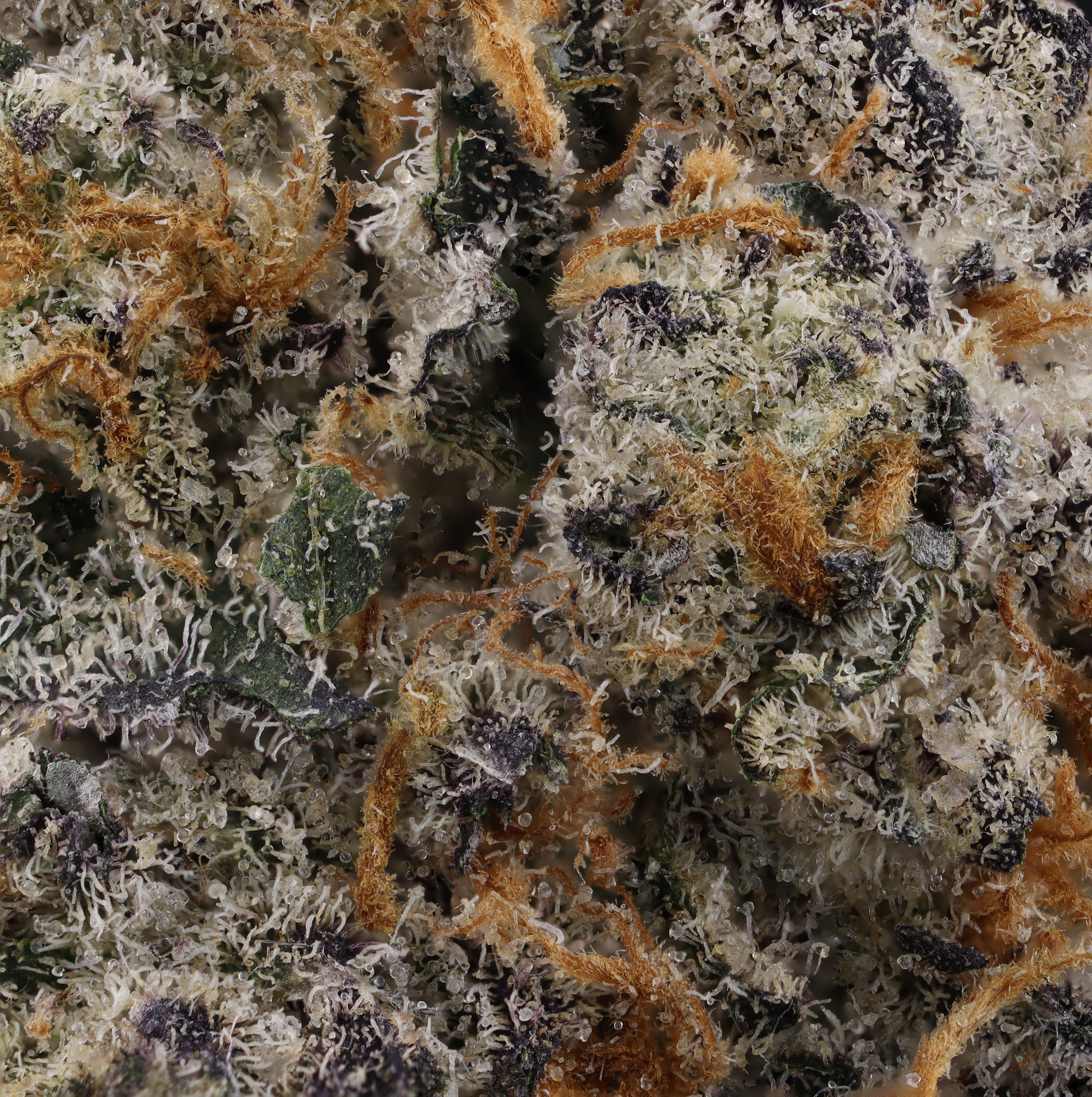 Garlic-Breath-strain-by-Grown-Rogue-micro