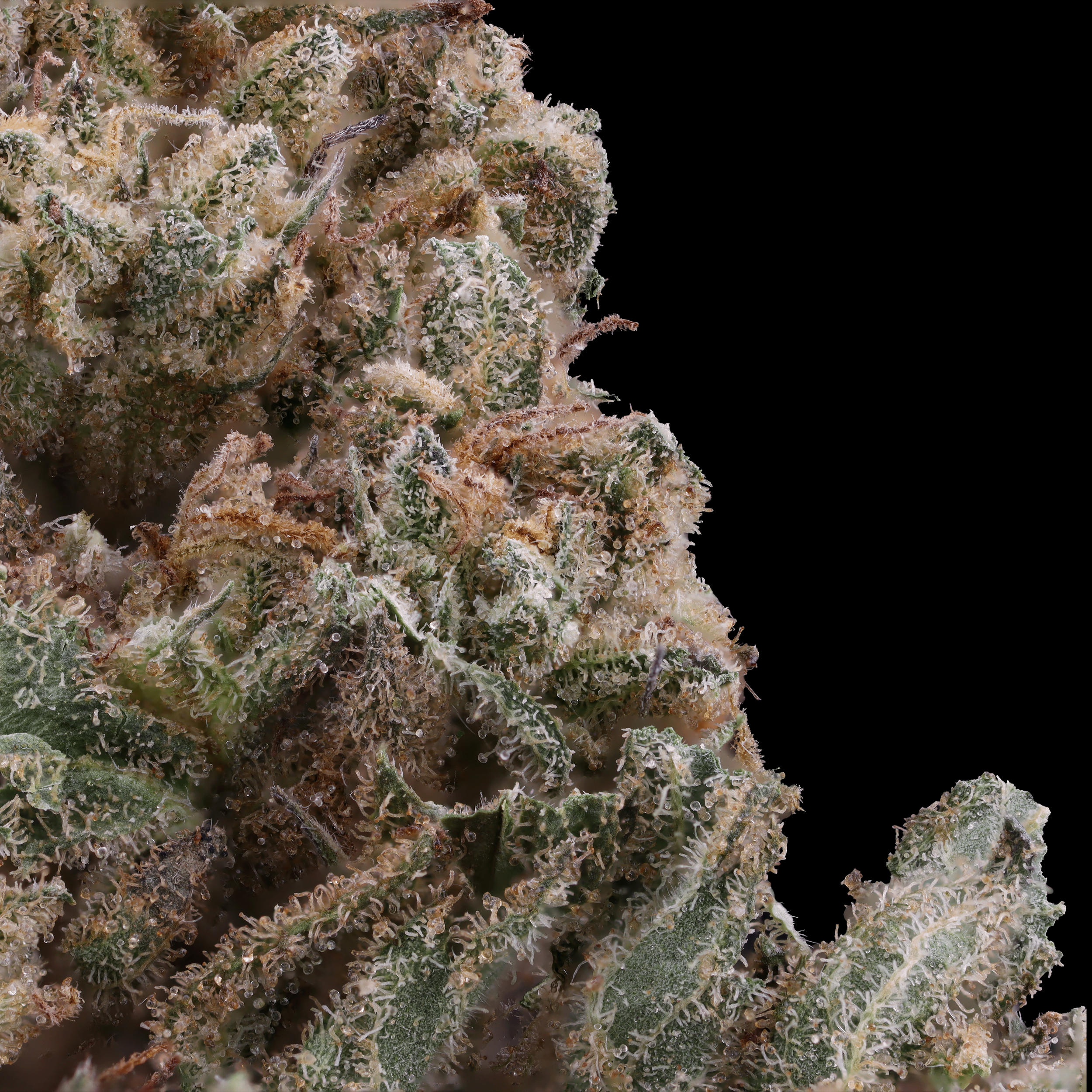 Moroccan-Peaches-strain-by-Aster-macro