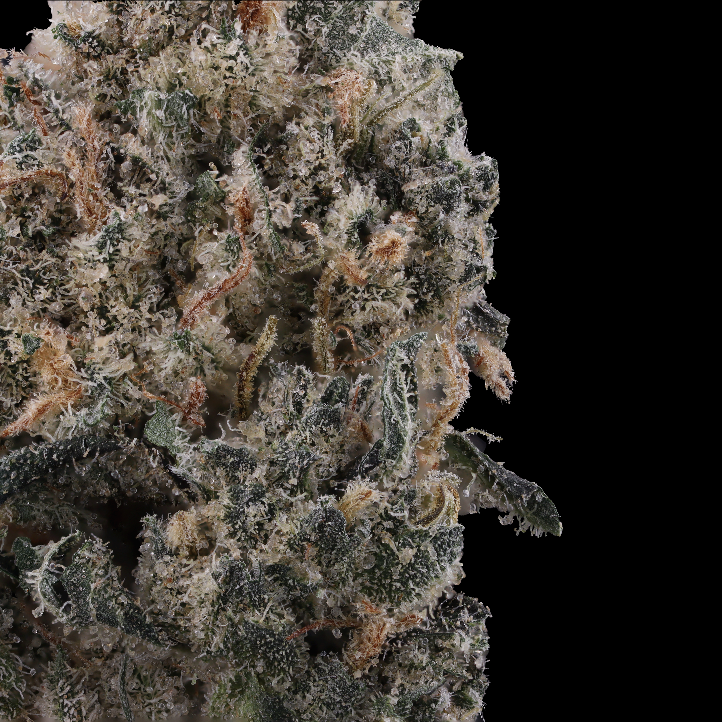 cookies-n-chem-strain-by-glass-meadows-macro