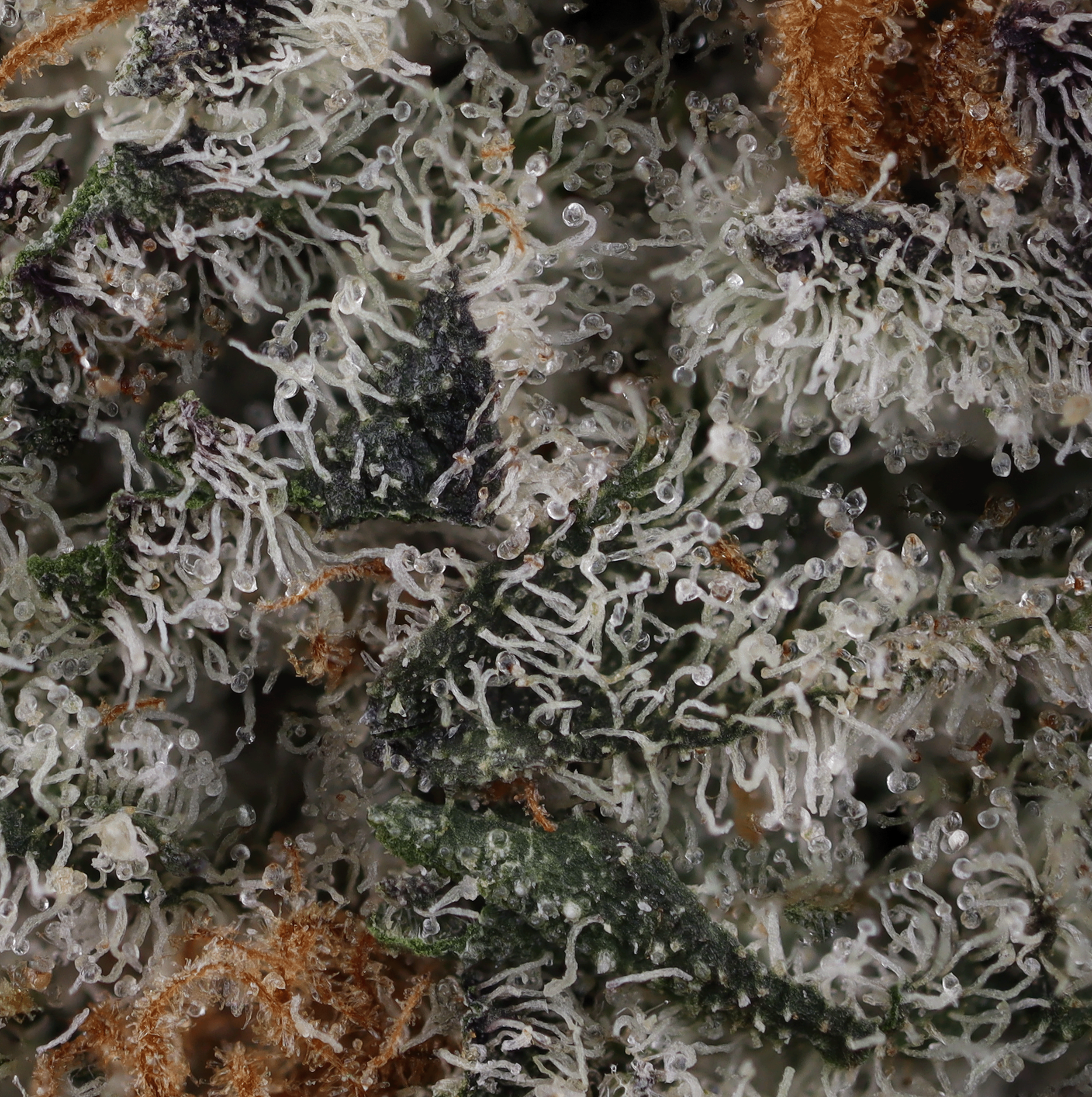 Dolato-strain-by-kynd-micro