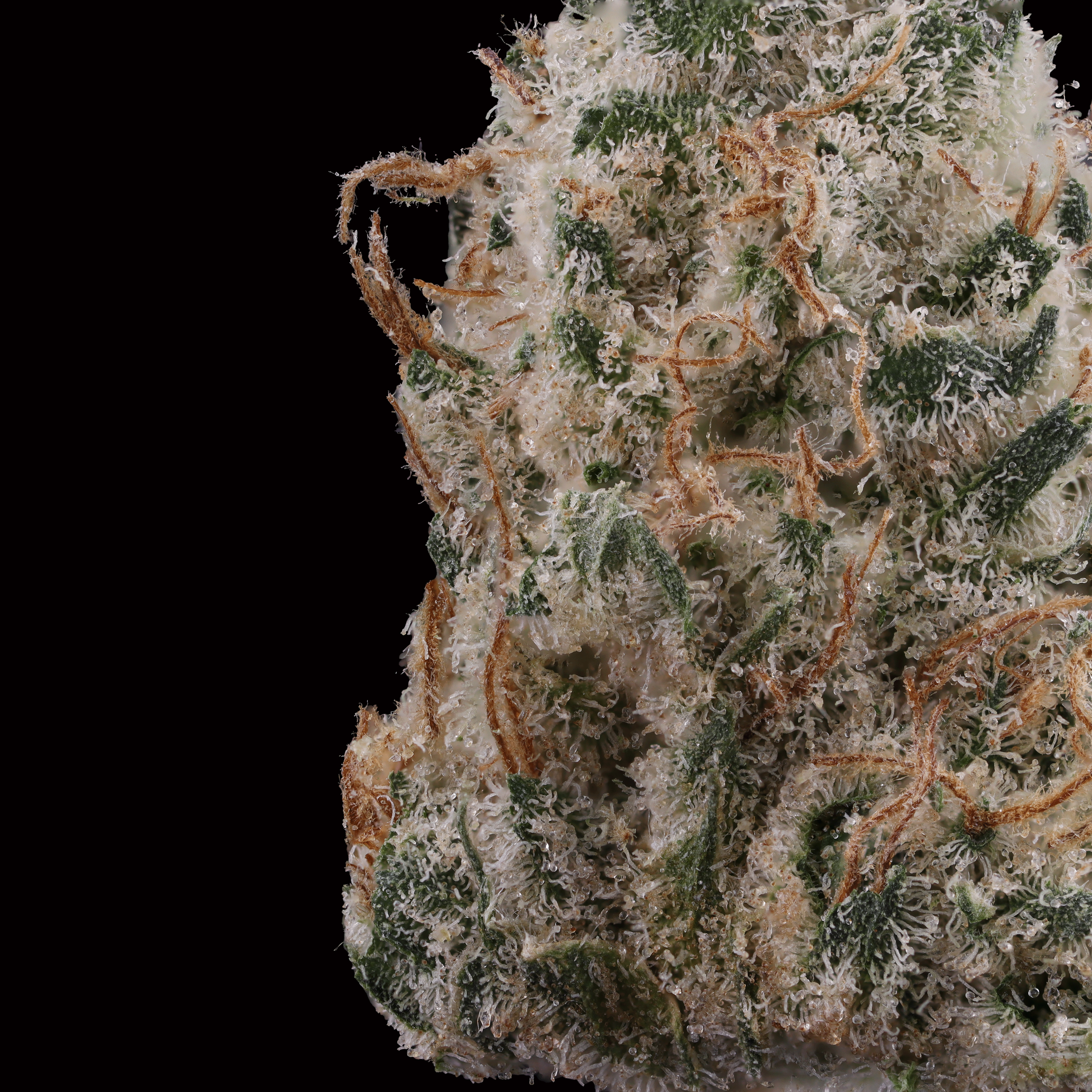 Grapefruit-gelato-strain-by-district-cannabis-macro