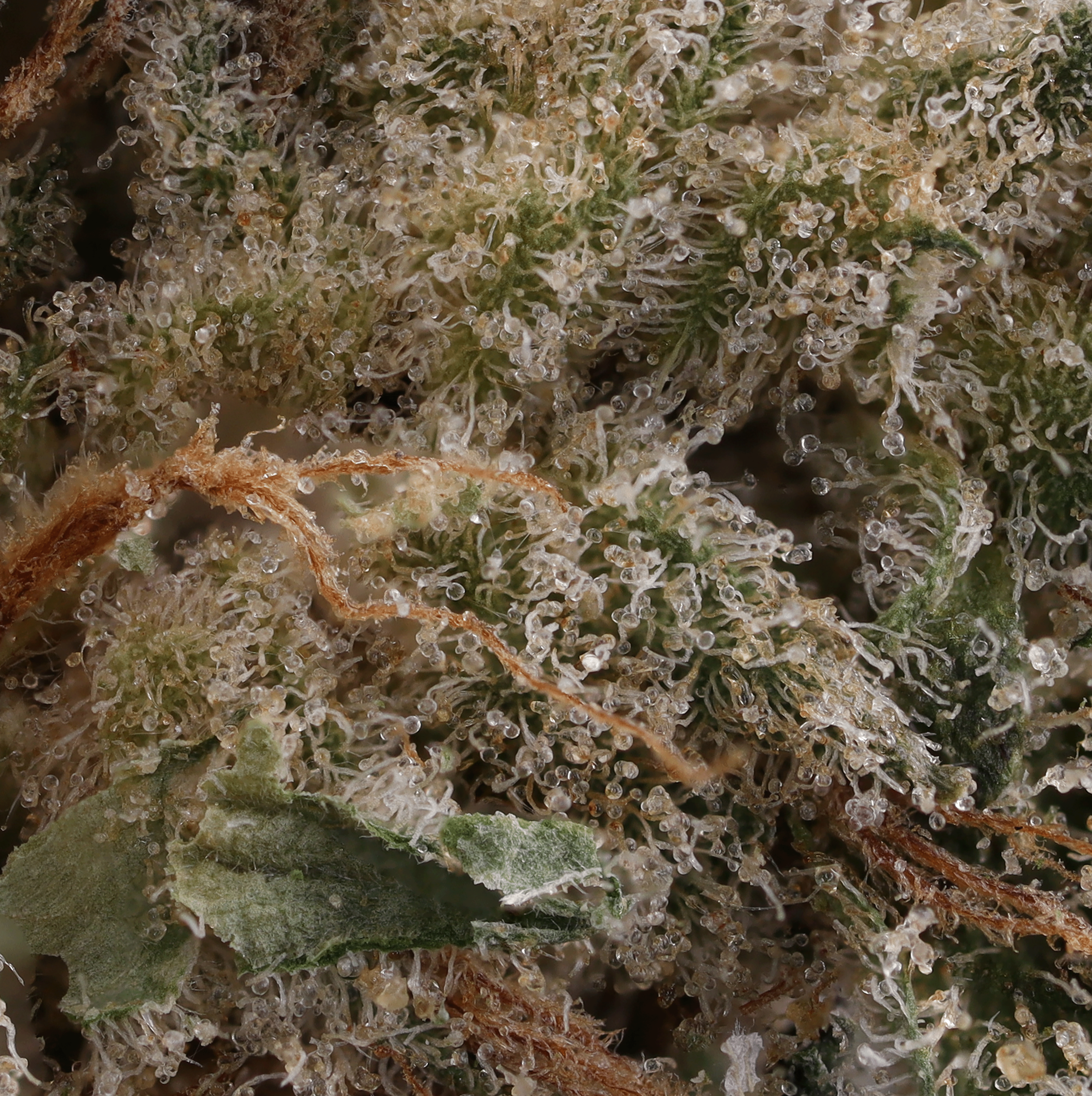 Jersey-boof-strain-by-Glass-Meadows-micro