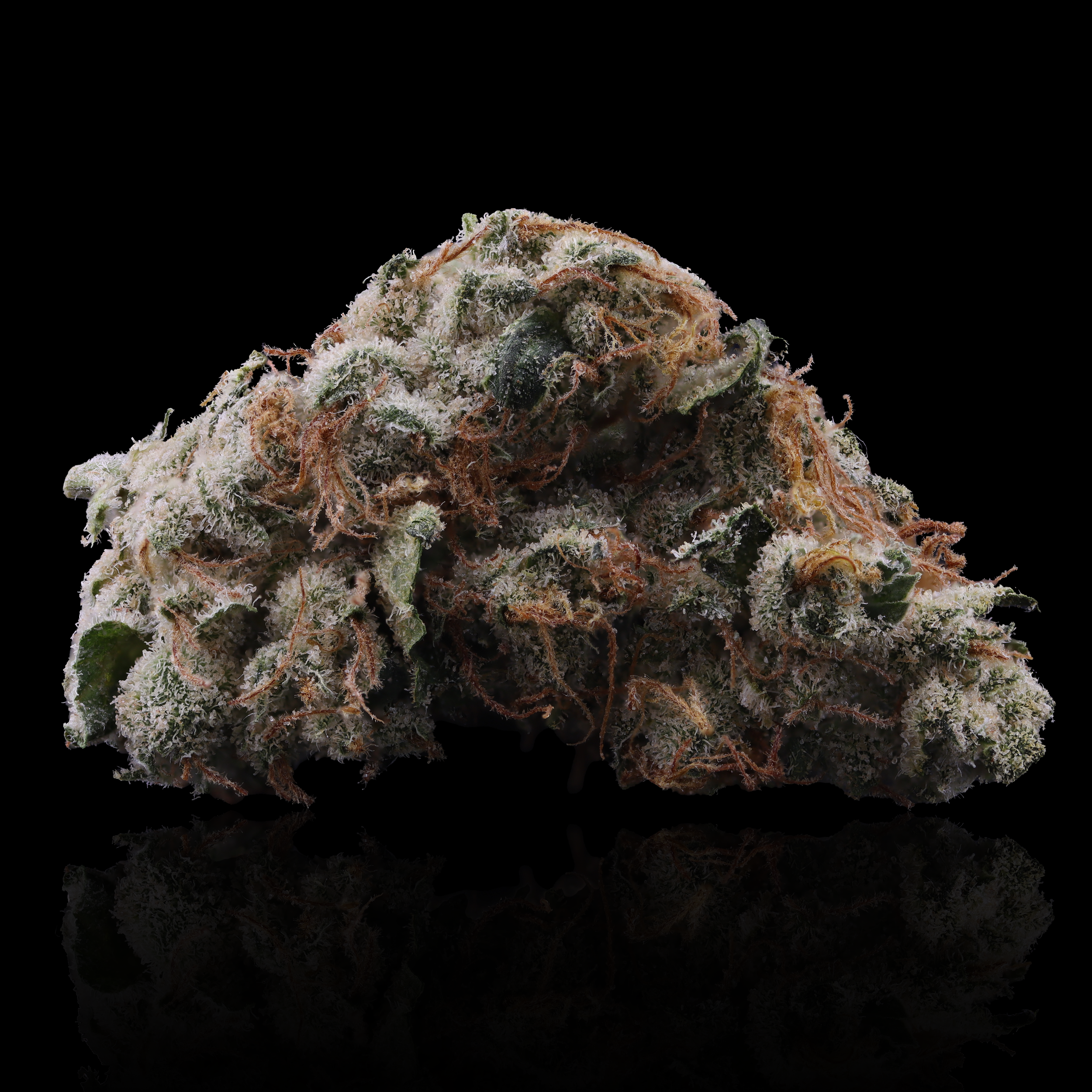 Afghani Strain information cultivated by legend