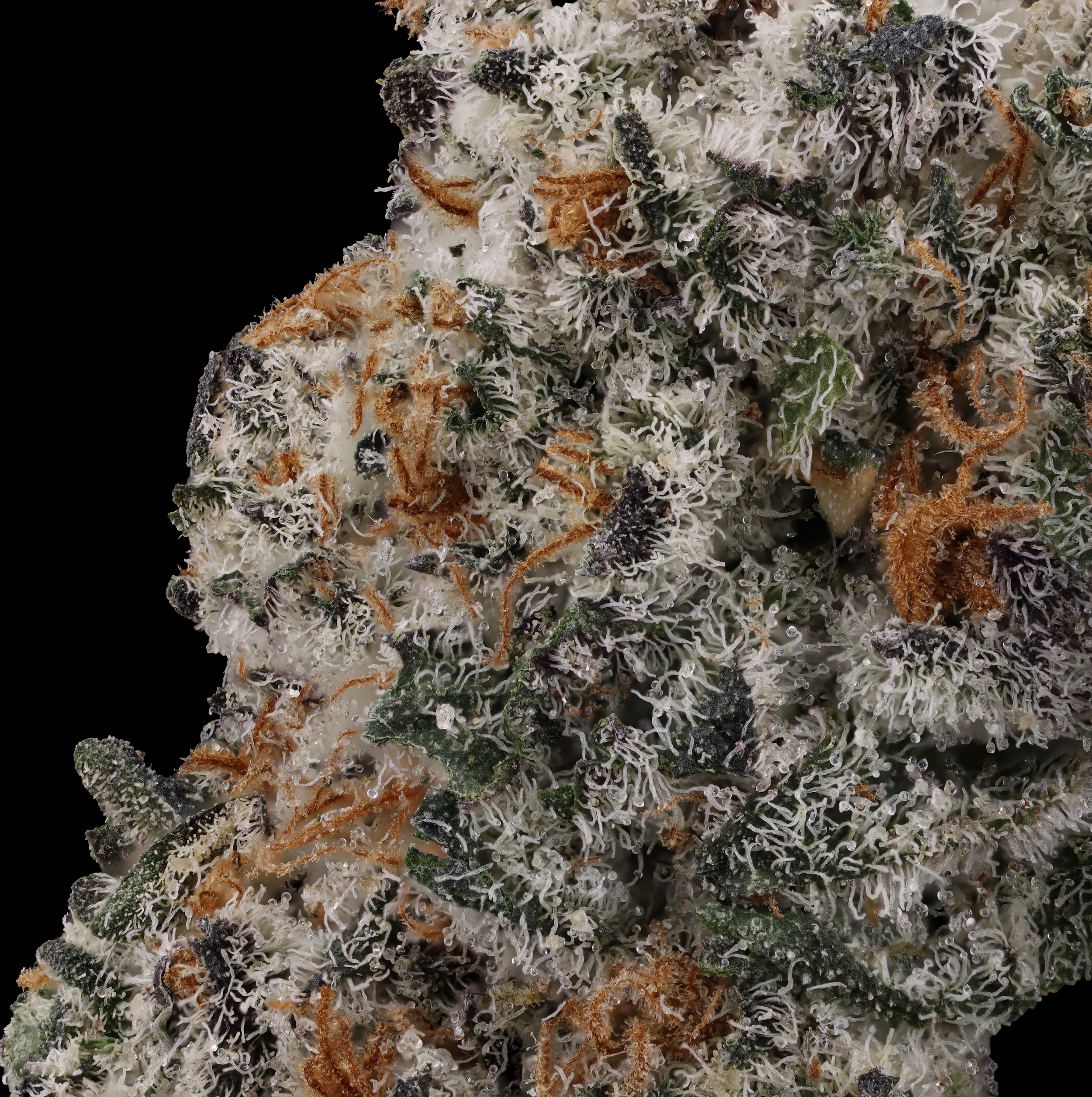 Dolato-strain-by-kynd-macro