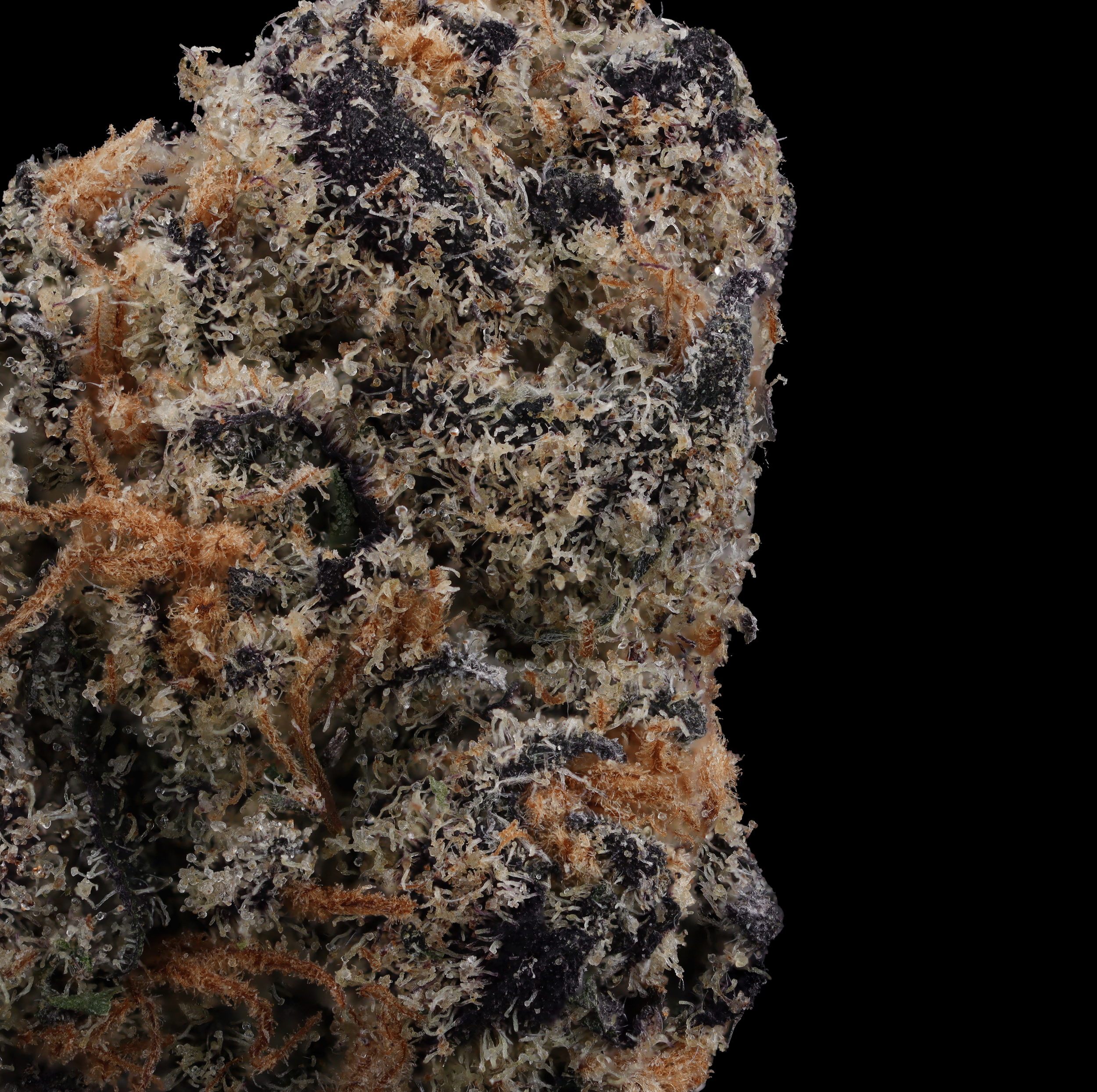 Blueberry-muffin-strain-by-Doobie-Labs-macro