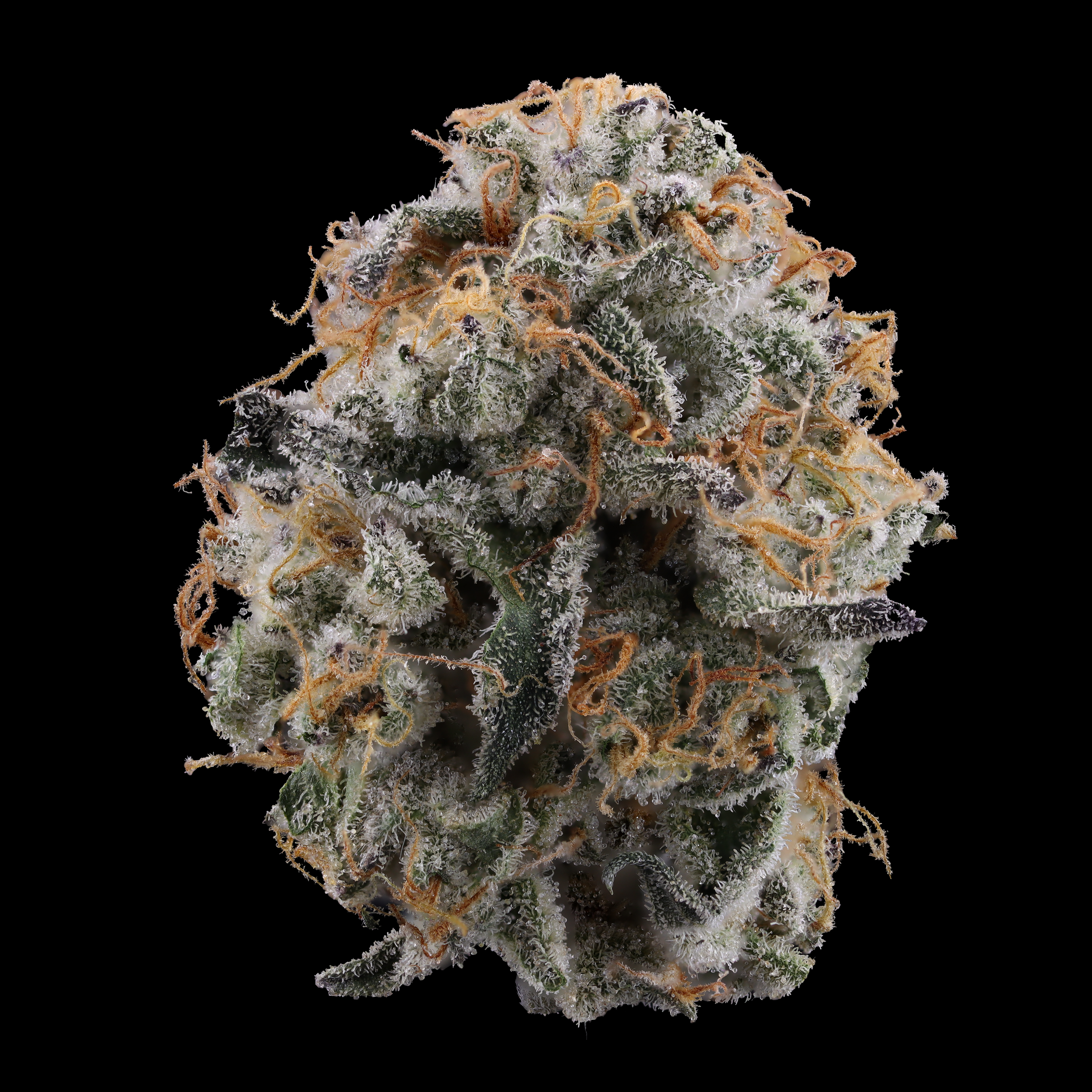 Gary-Payton-strain-by-Kusala-Care