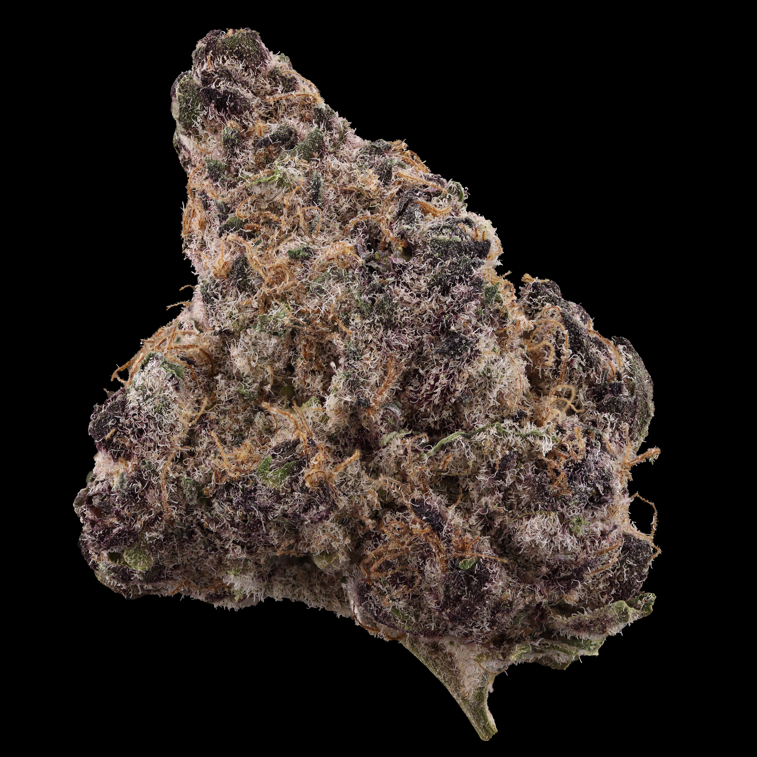 Unicorn-Milk-strain-by-prolific-grow-house