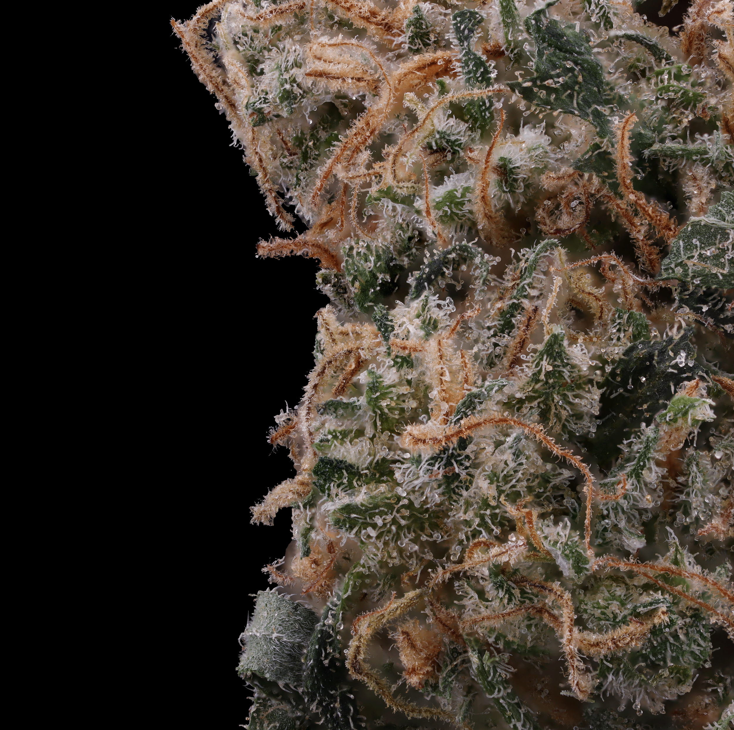 Ghost-Train-Haze-strain-by-Breakwater-macro