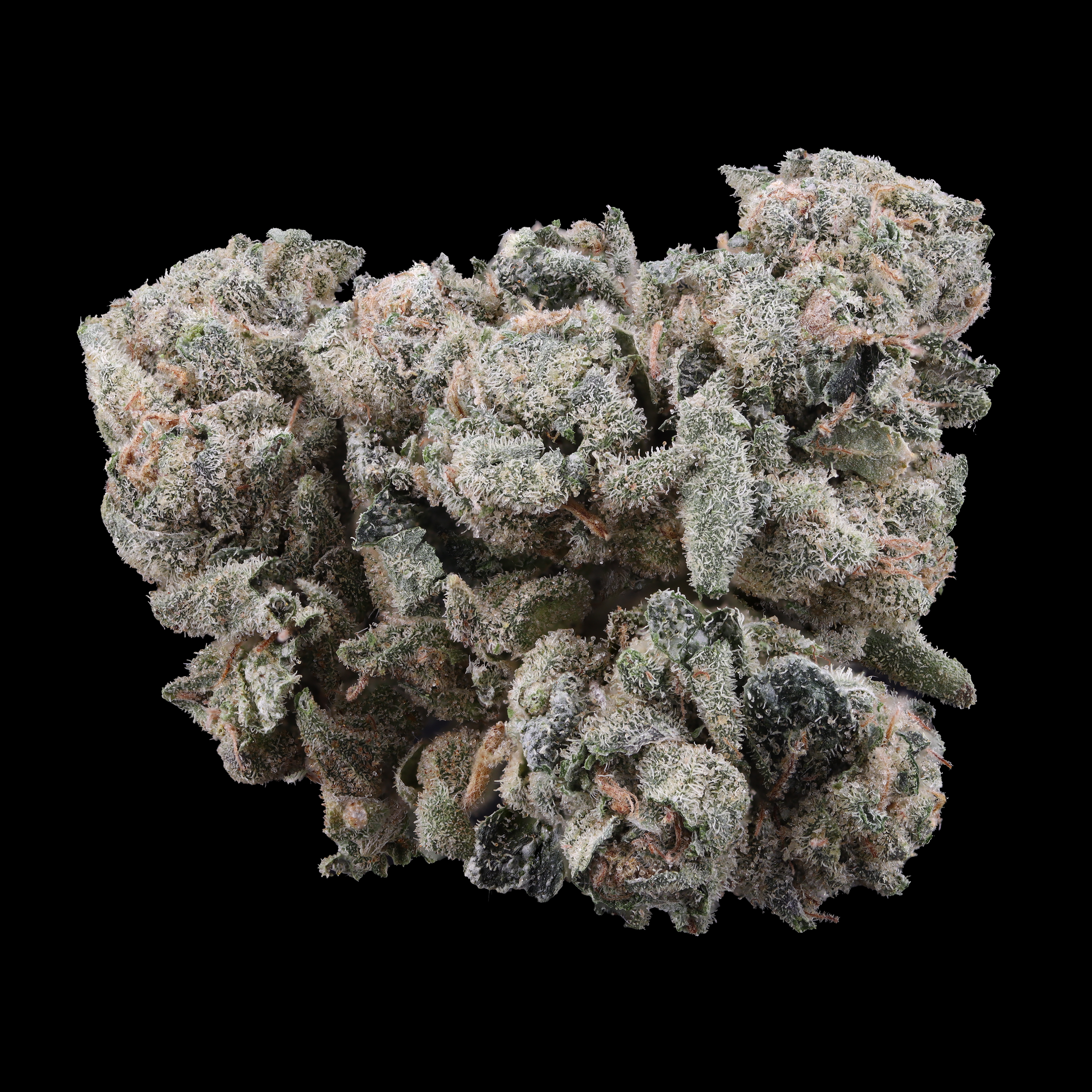 Black-gelatti-strain