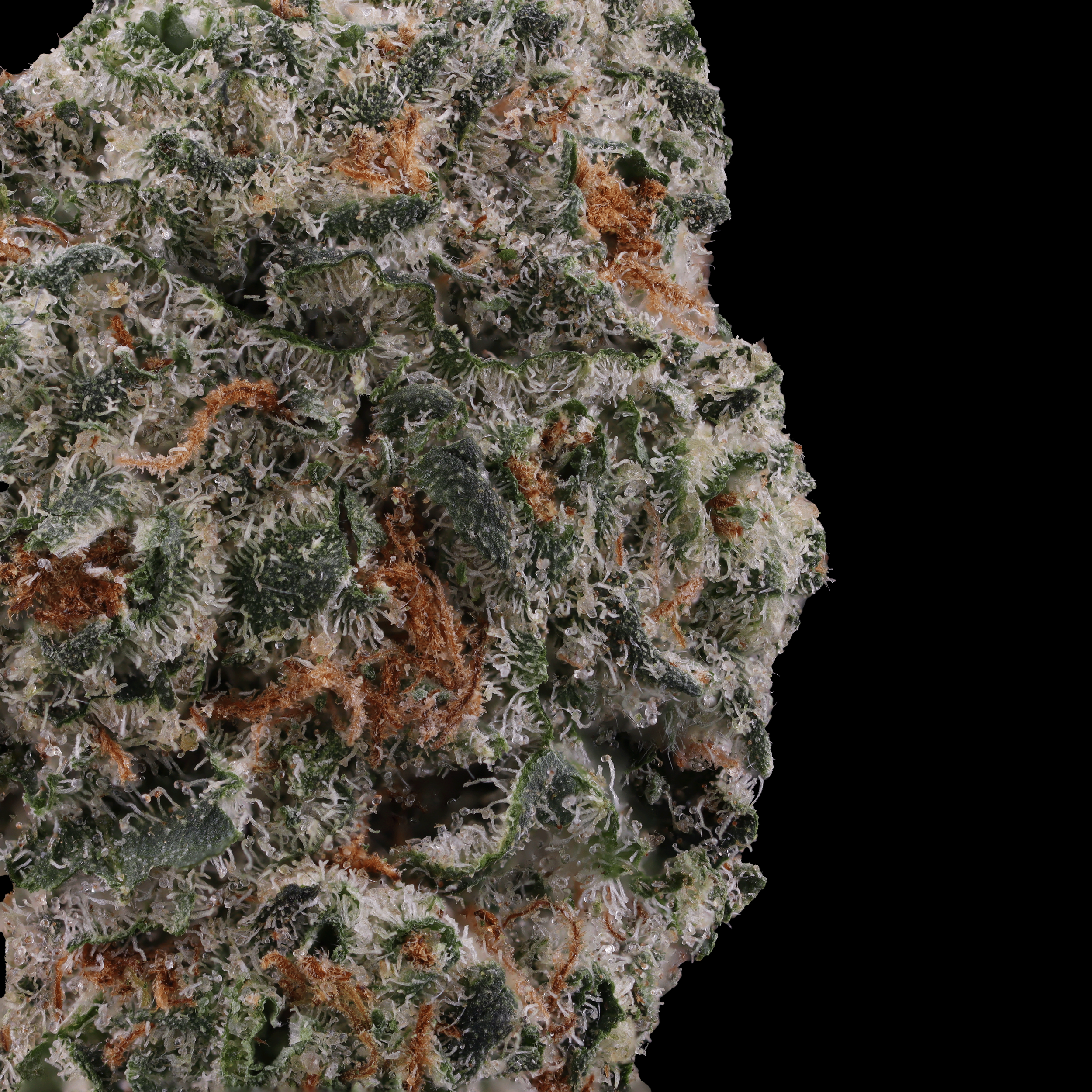 Cereal Milk by Good Green macro