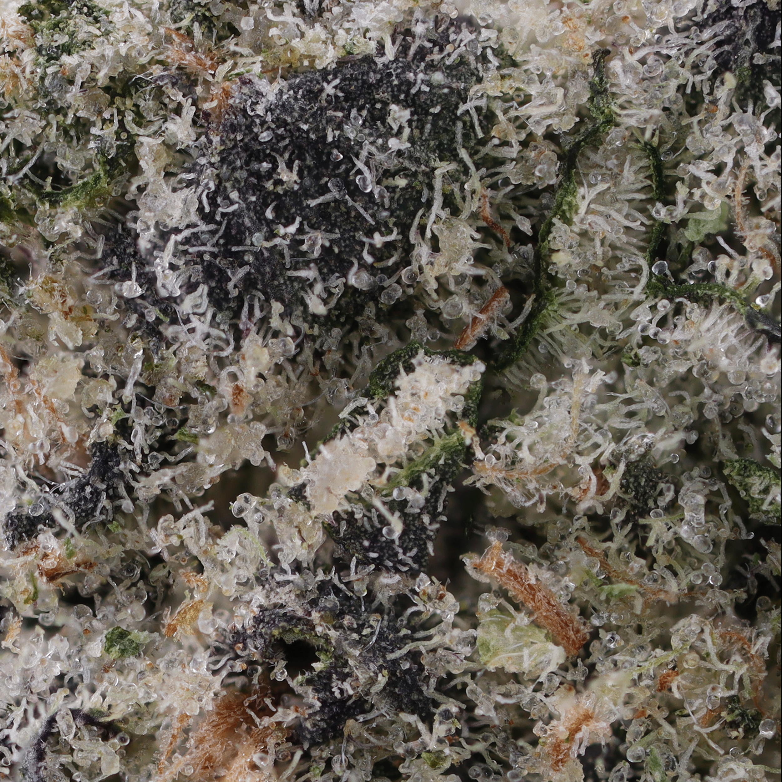 LA Kush Cake by Jungle Boys zoomed macro