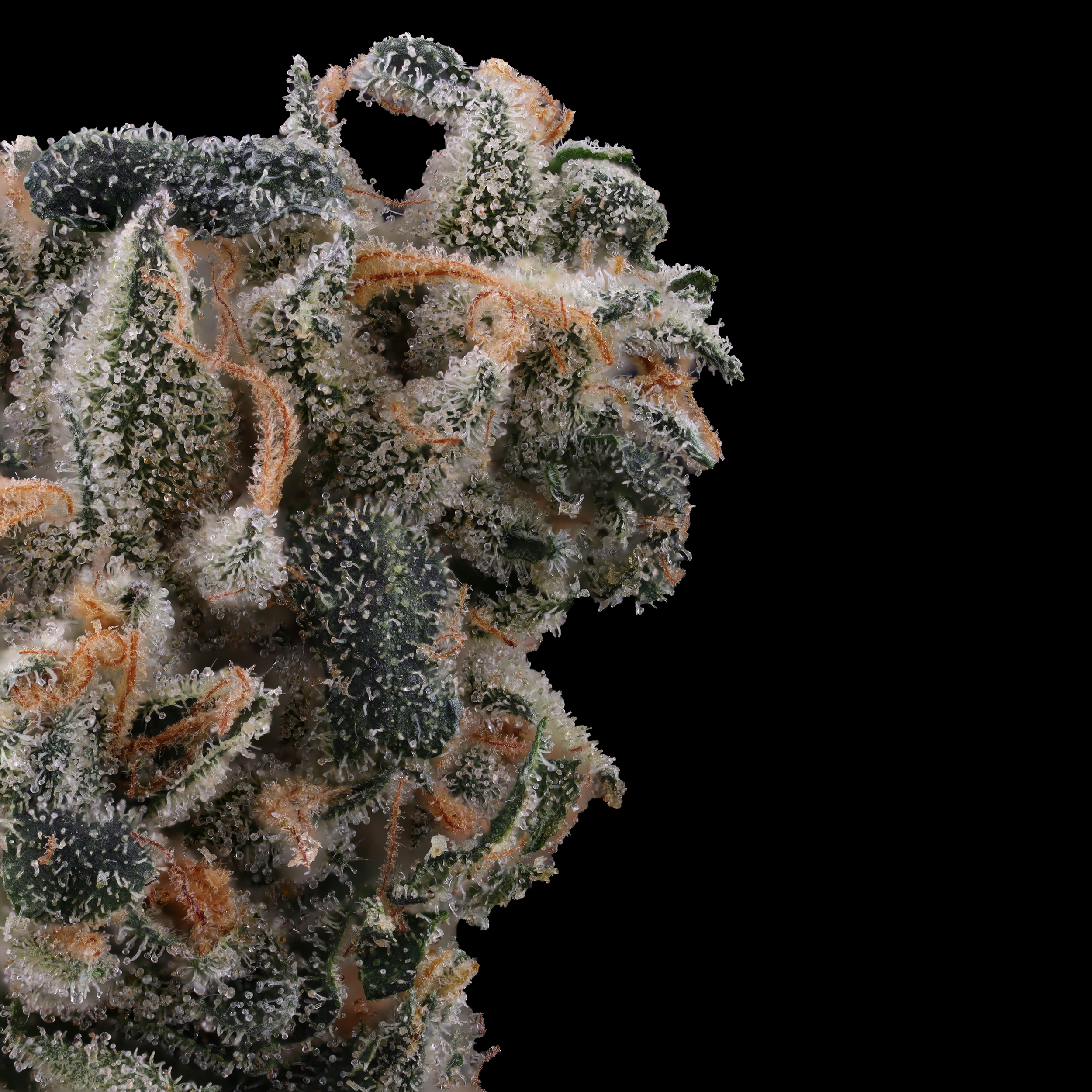 Duct-Tape-strain-by-Brookside-Reserve-macro