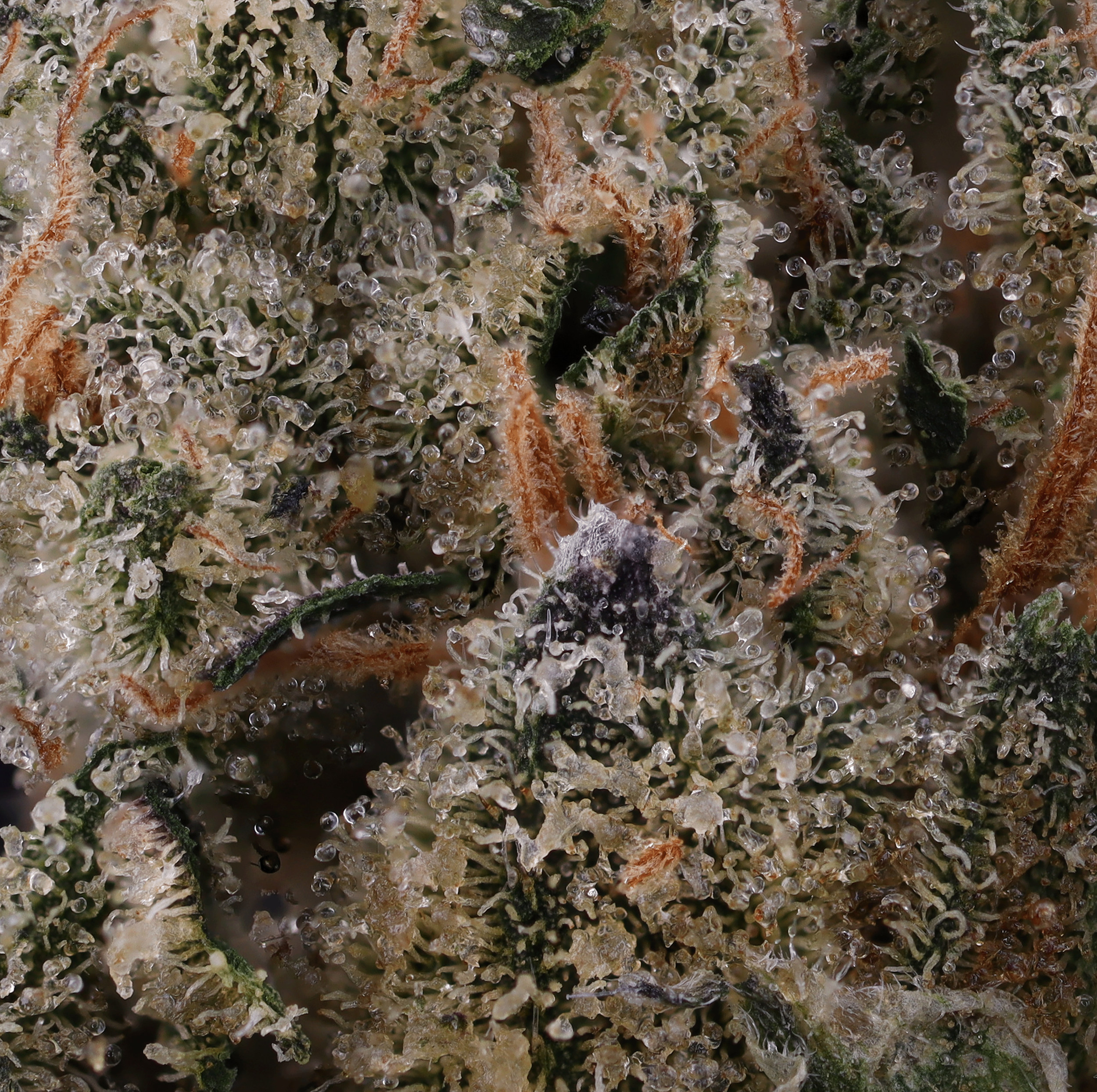 Sans-Souchi-strain-by-Genuine-Grow-micro