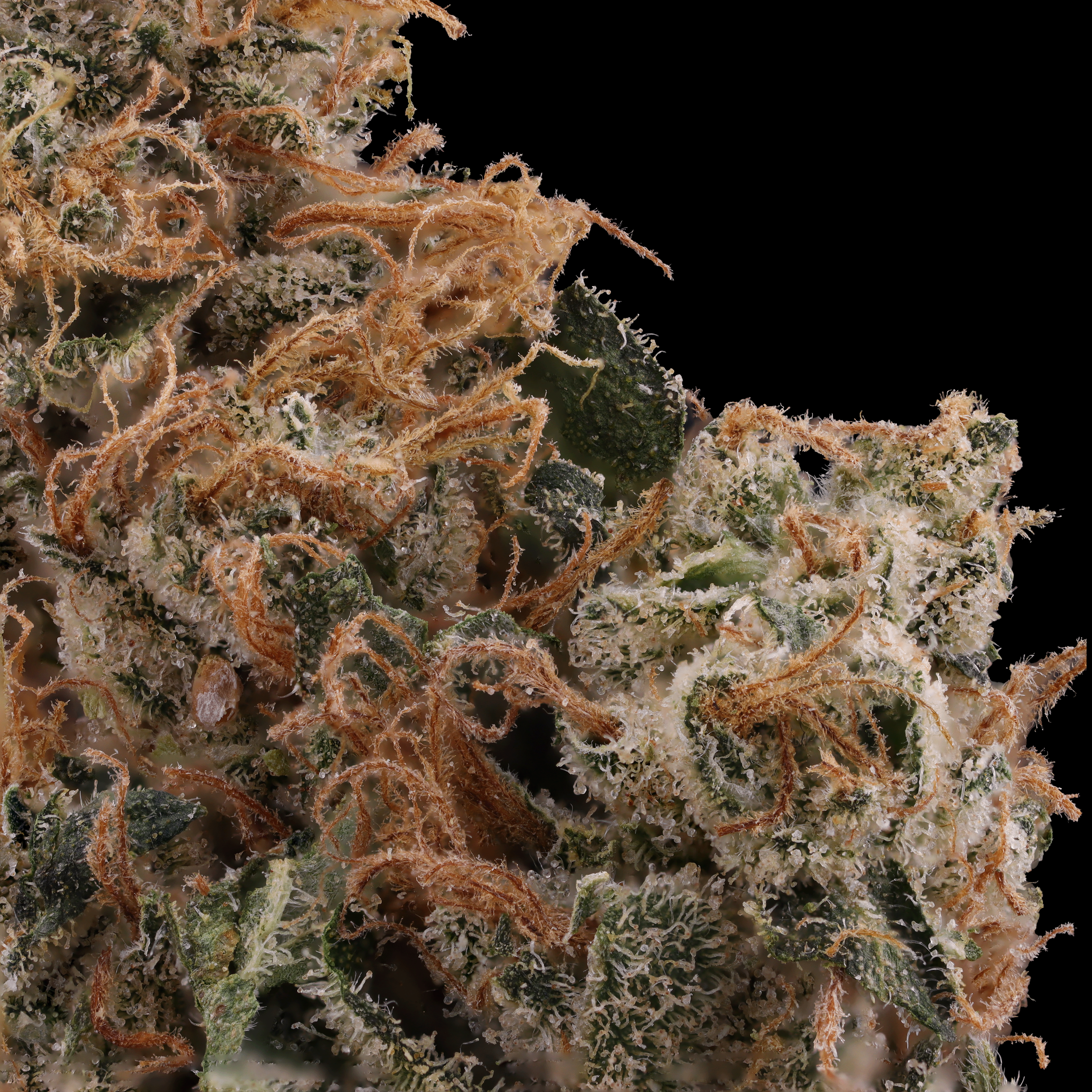 Afghani strain review cultivated by Legend